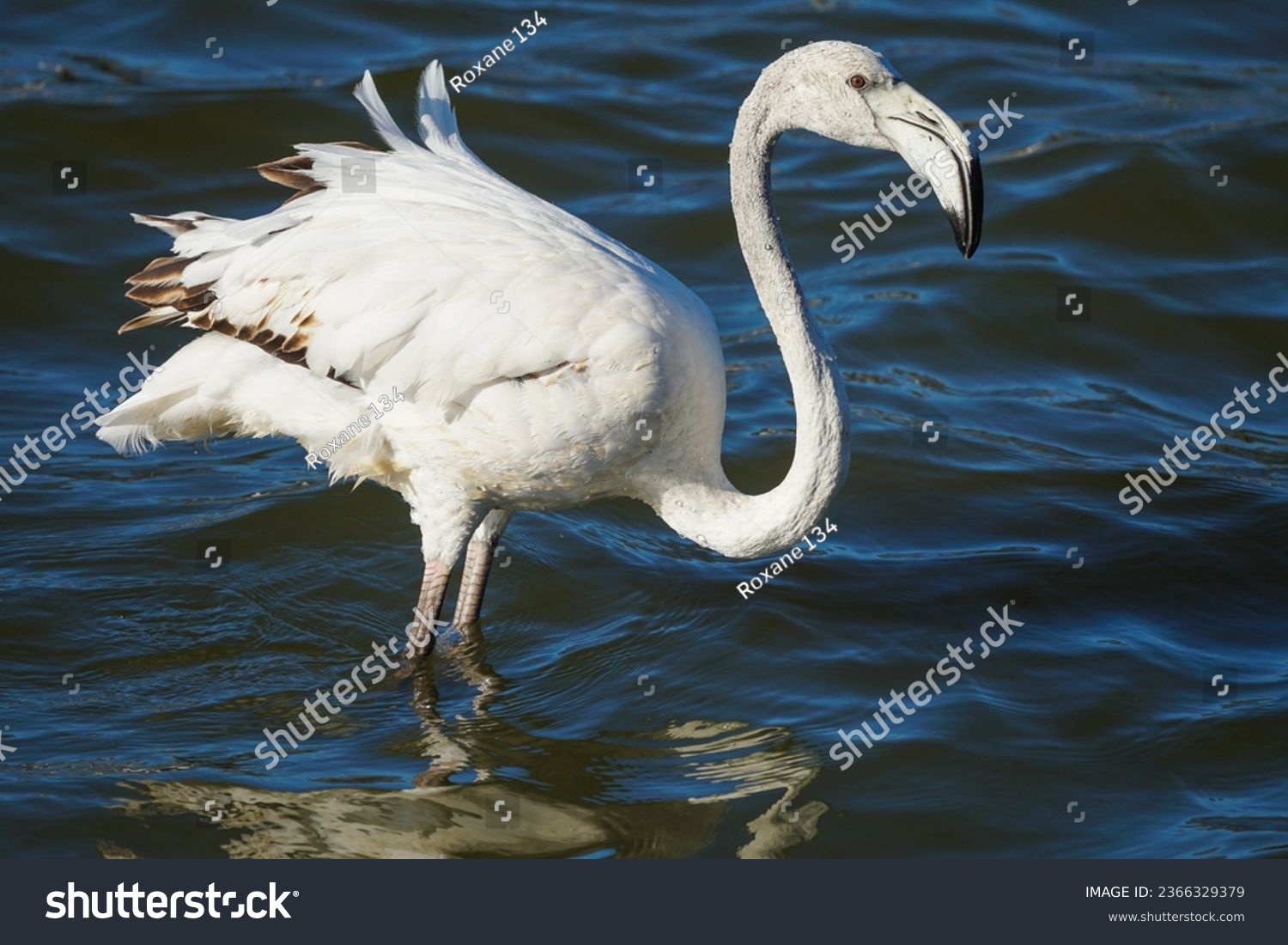 greater flamingo (Phoenicopterus roseus) subadult or young bird close up side on in the wild in Western Cape, South Africa #2366329379