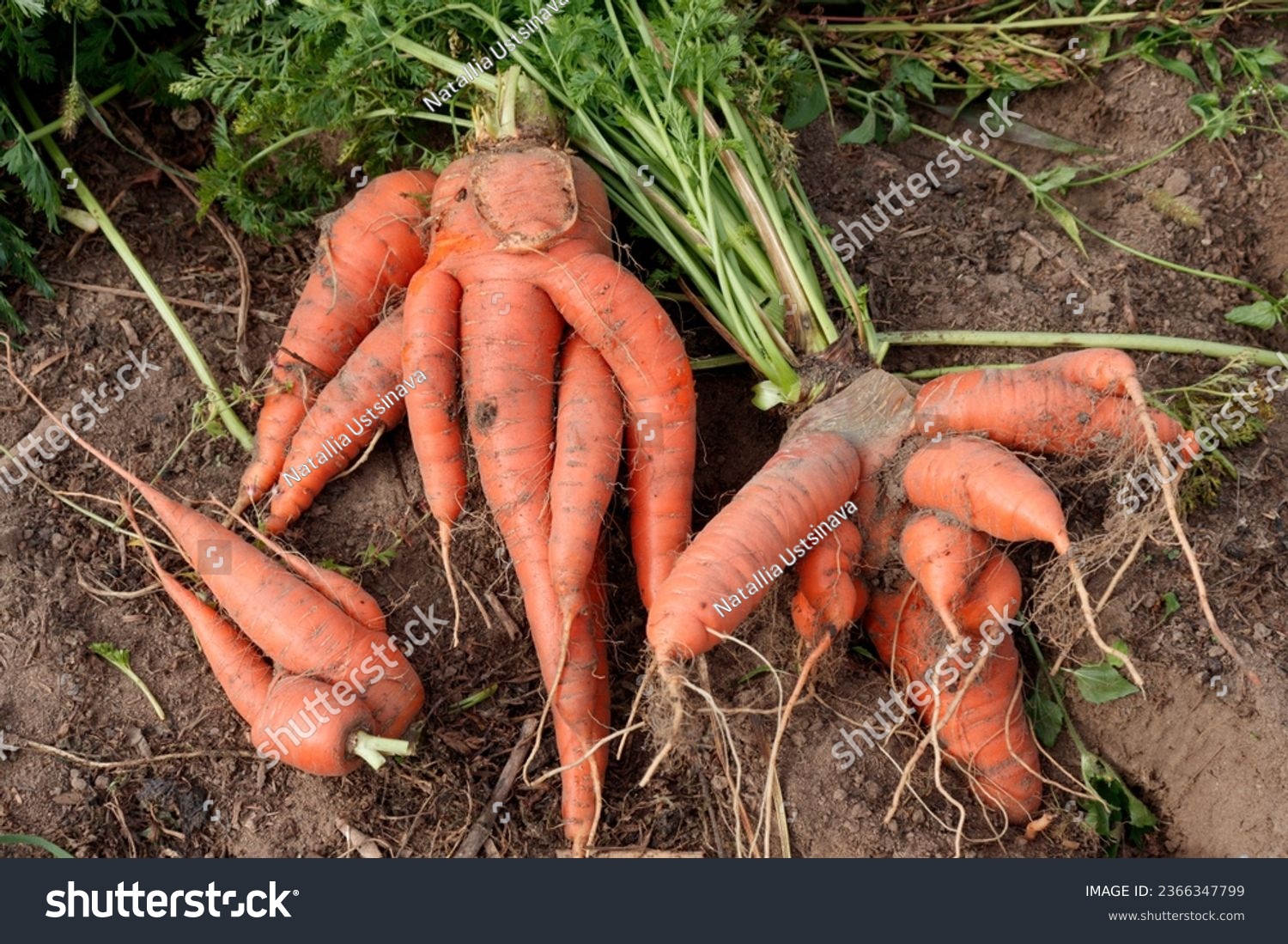 Curved curved carrots on the background of the ground. Crooked roots in carrots due to improper watering. #2366347799