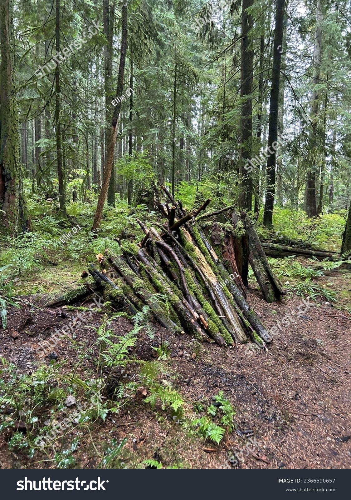 British Columbia costal forest survival fort #2366590657