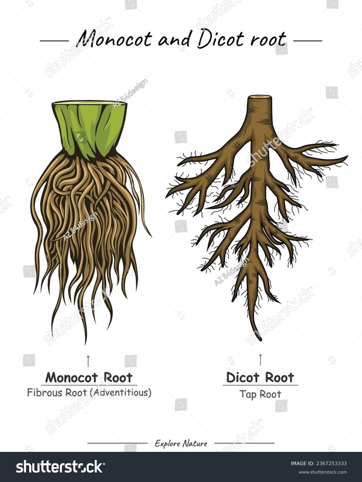 Difference between monocot and dicot roots. for - Royalty Free Stock ...