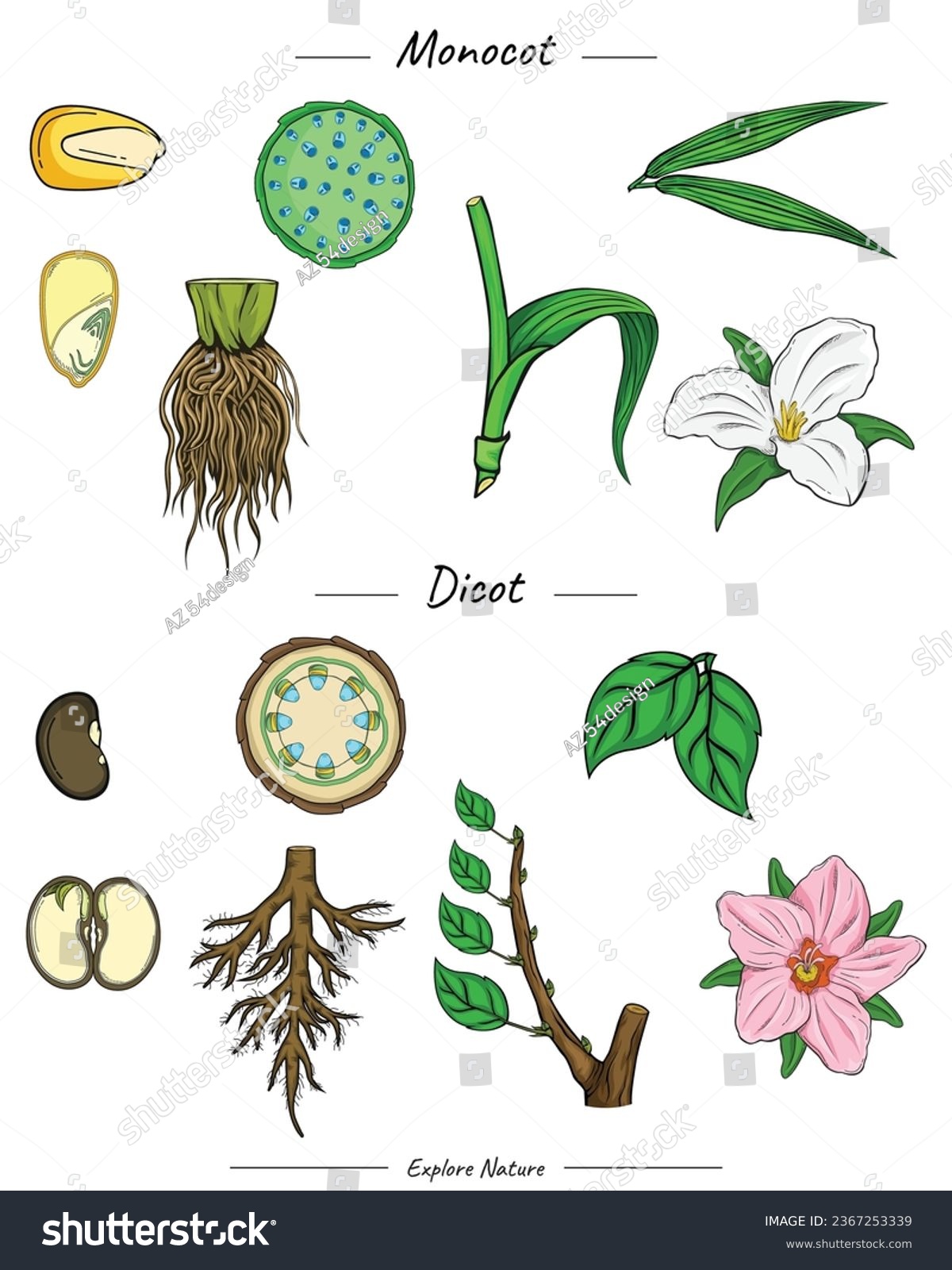 Monocot and dicot comparisons. Difference Royalty Free Stock Vector
