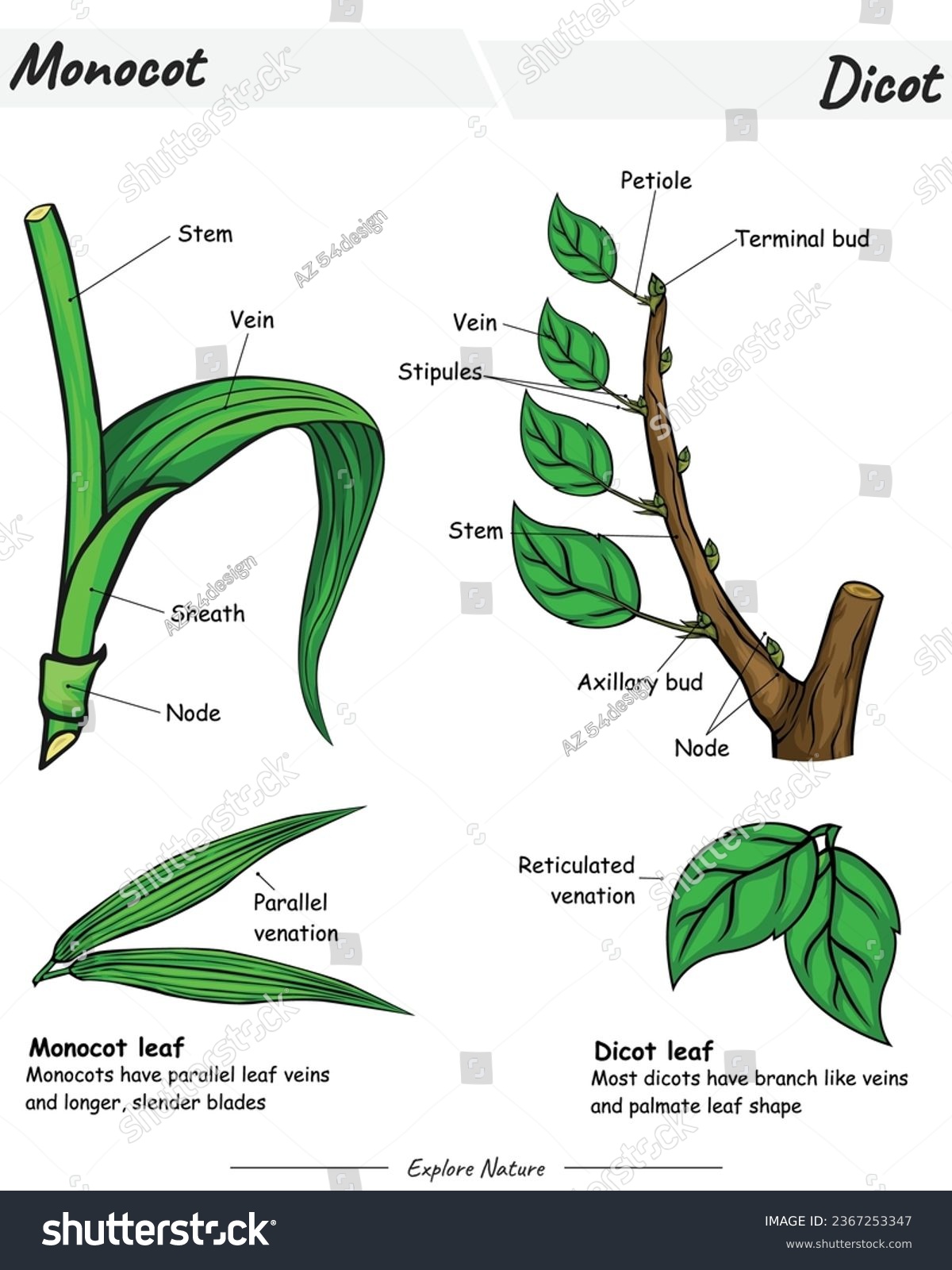 Difference Between Monocot And Dicot Leaf Stem Royalty Free Stock Vector 2367253347 4557