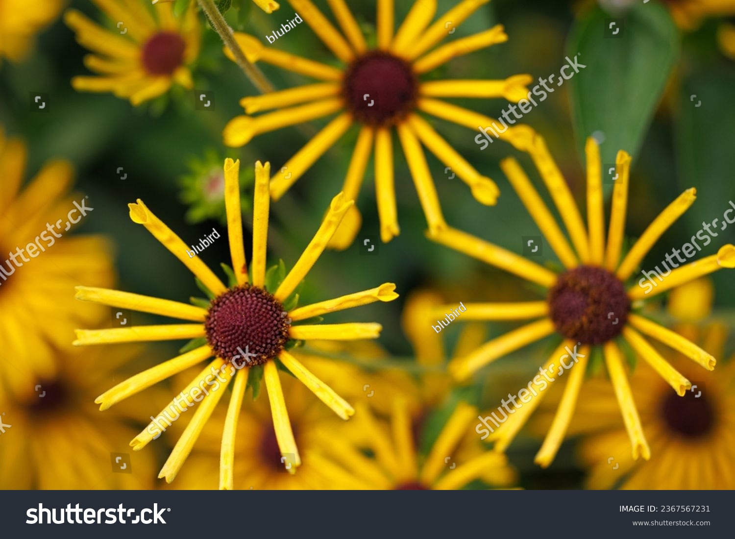 Yellow rudbeckia subtomentosa or sweet coneflower top view #2367567231