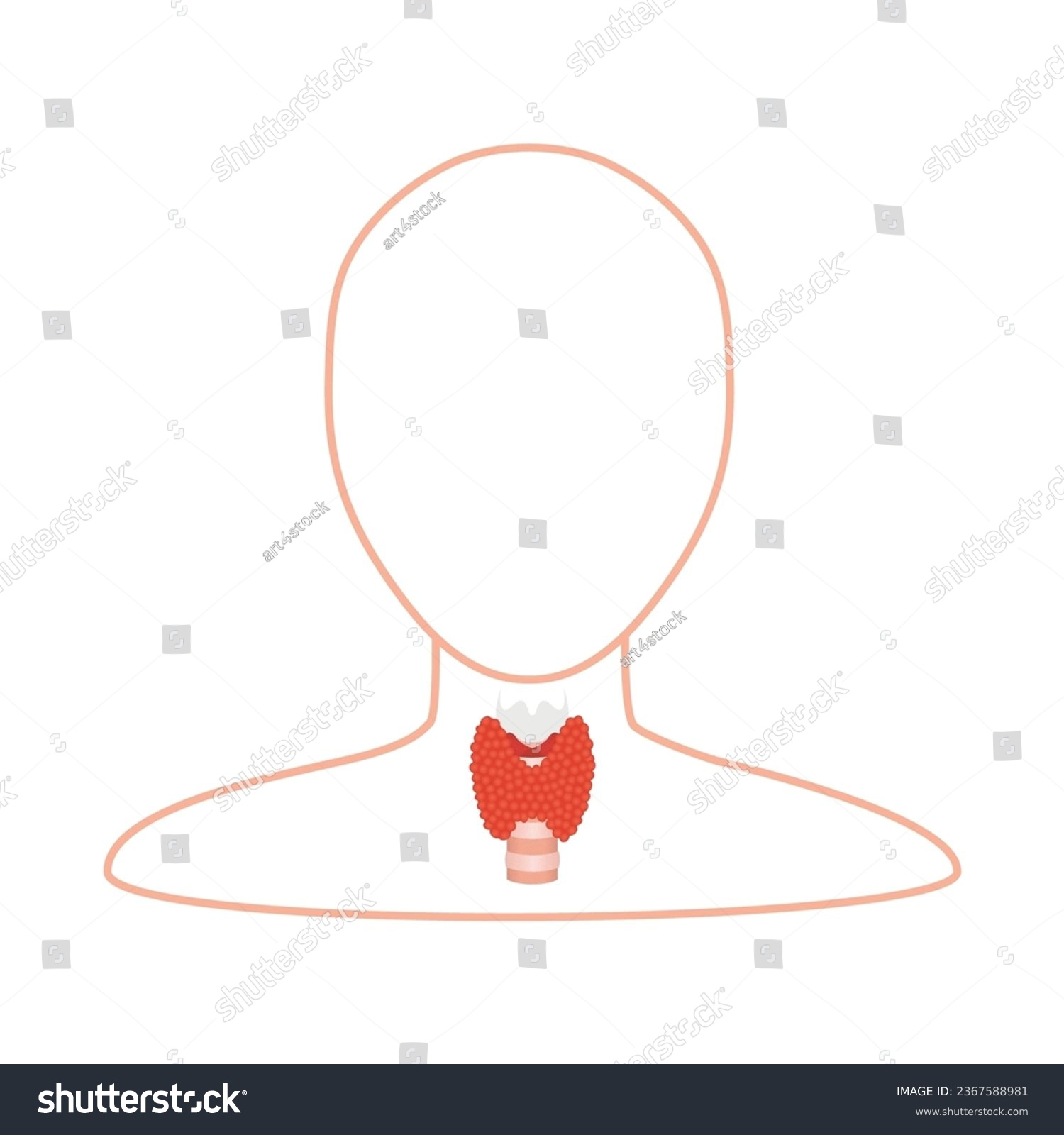 Thyroid gland organ on body silhouette medical - Royalty Free Stock ...