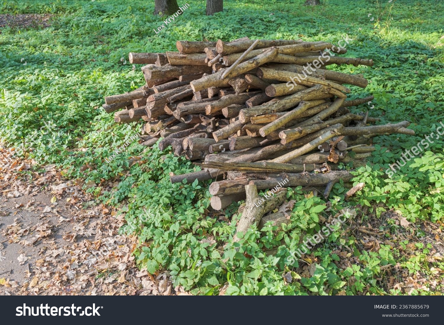 A pile of sawn dry trees and branches in a park or forest. Dry twigs pile ready for campfire, sticks, brushwood #2367885679