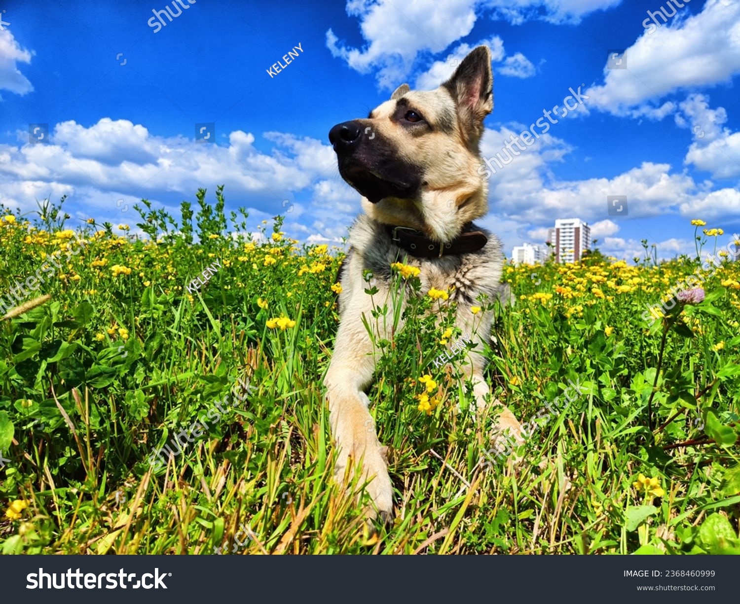 Dog German Shepherd in autumn, summer, spring day and green field with grass and flower in spring or summer day. Walking and waiting on meadow eastern European dog veo and green landscape #2368460999