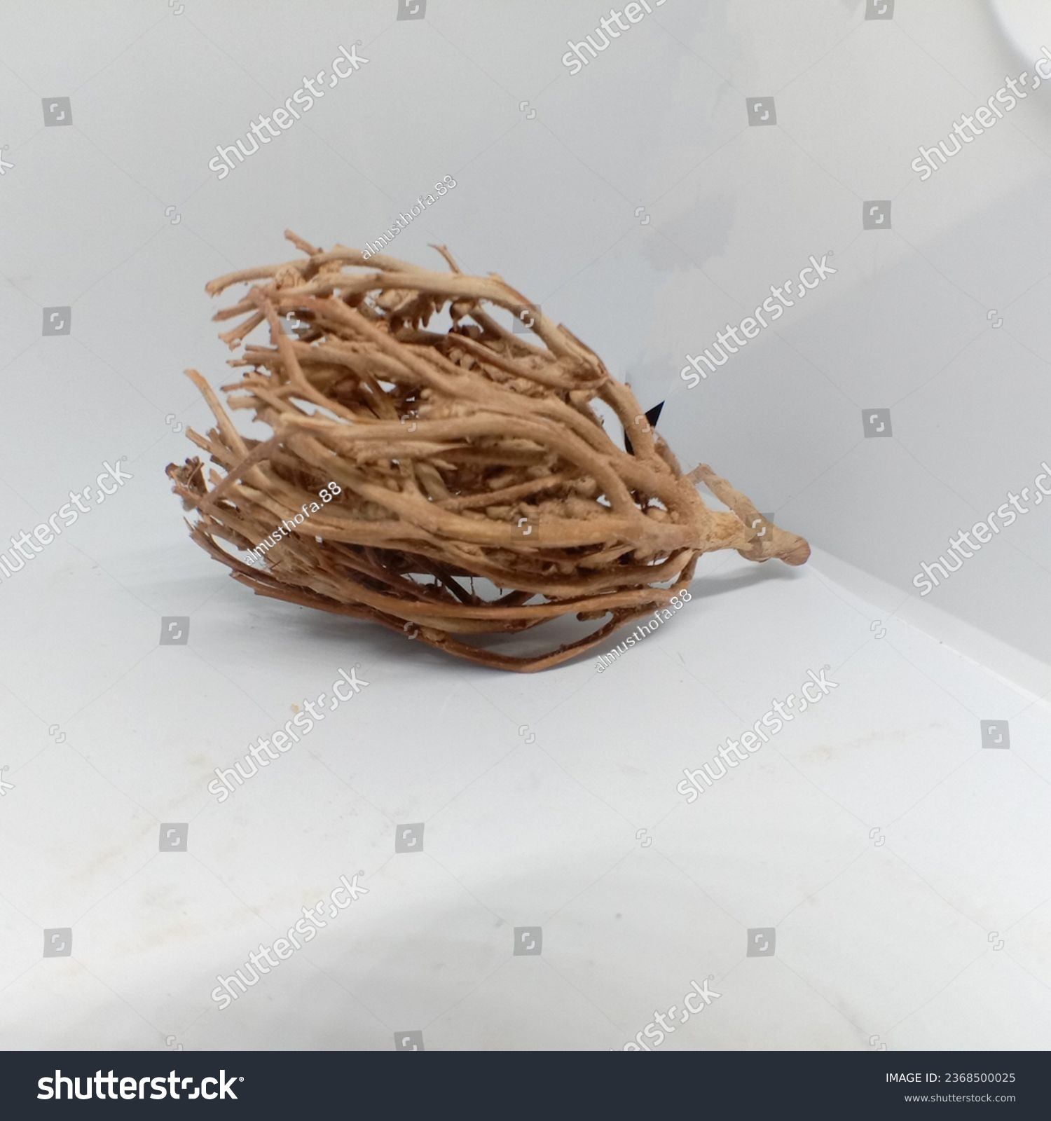 Fatimah grass or Labisia pumila as a souvenir for returning home from the Hajj for herbal medicine to stimulate birth on a white background using LED lighting at night #2368500025