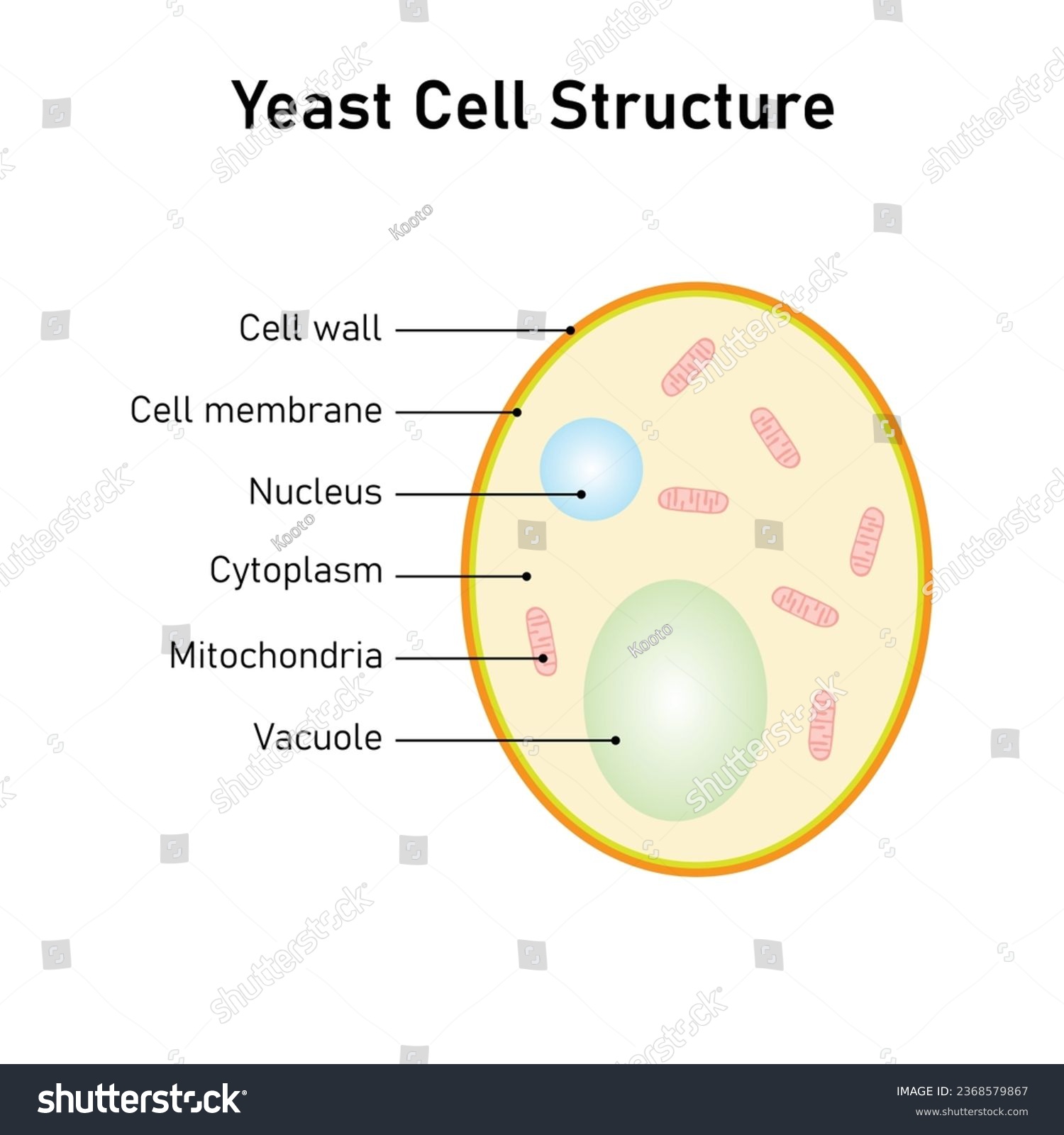 Yeast Cell Structure Concept Design. Vector - Royalty Free Stock Vector ...