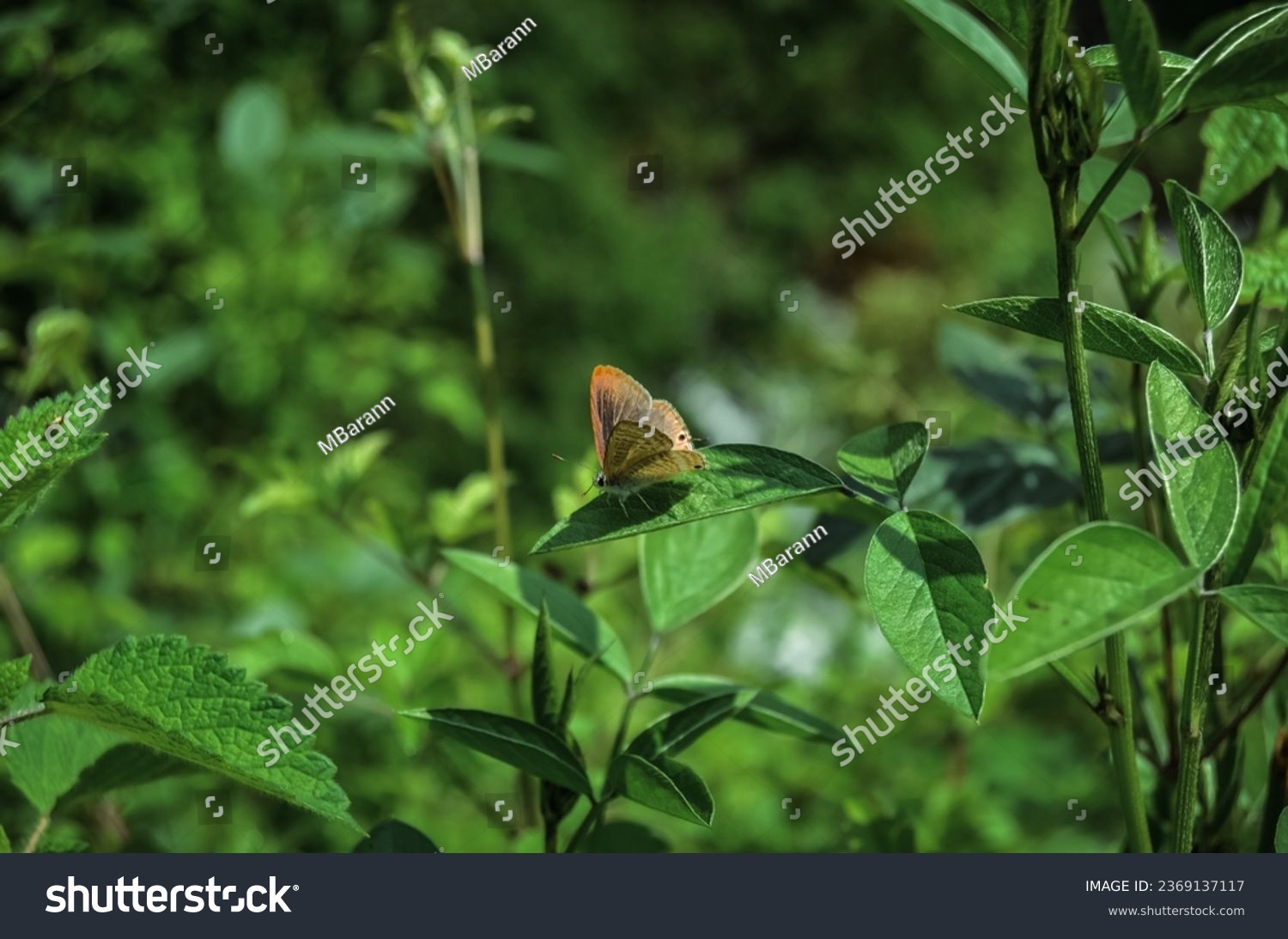 A wild butterfly whose species are unknown.  The timid and hopeful touch of the butterfly to the leaf can be used in a work that symbolizes naivety in the face of nature. (Lampides Boeticus?) #2369137117