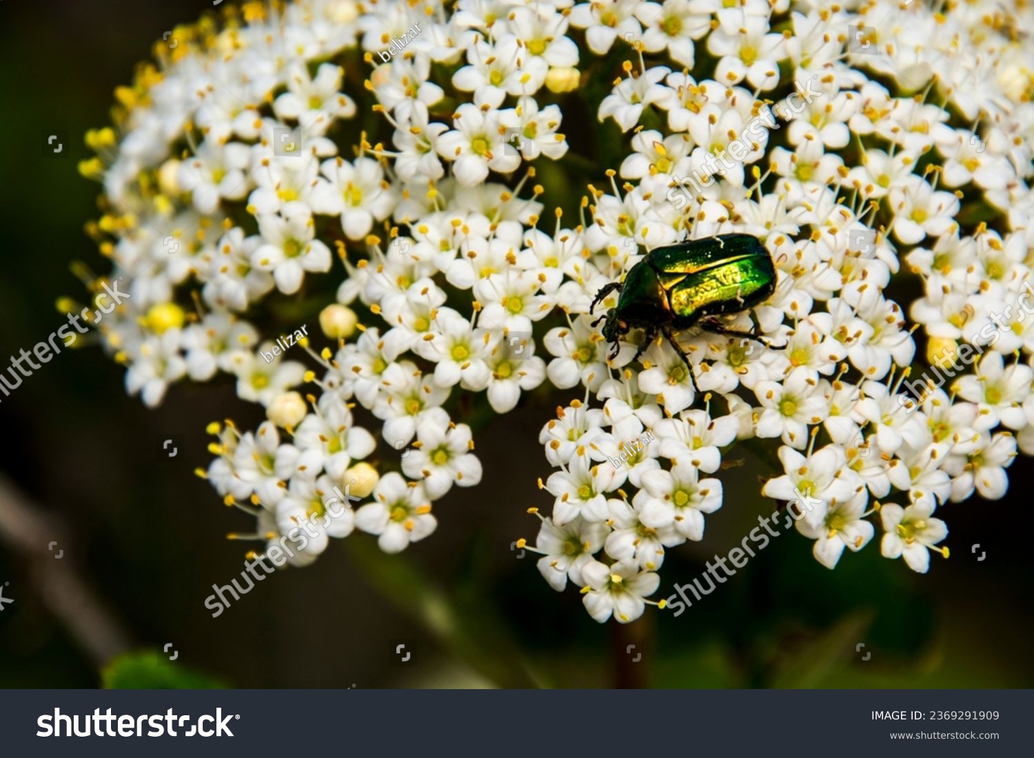 Wayfaring tree flowers, its scientific name is Viburnum lantana and rose chafer, its scientific name is Cetonia aurata #2369291909