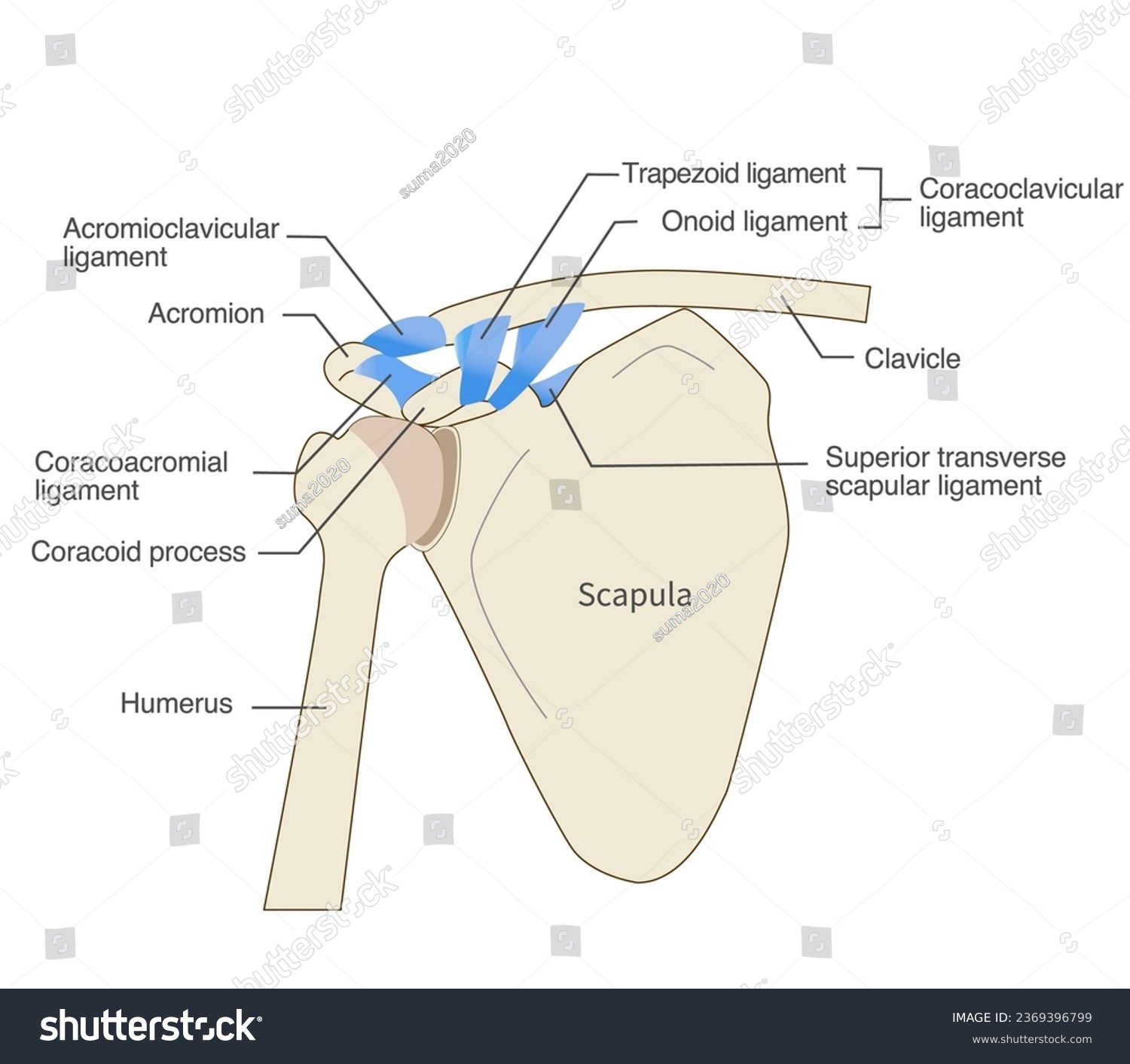 Anatomy of the scapular ligament and scapula - Royalty Free Stock ...