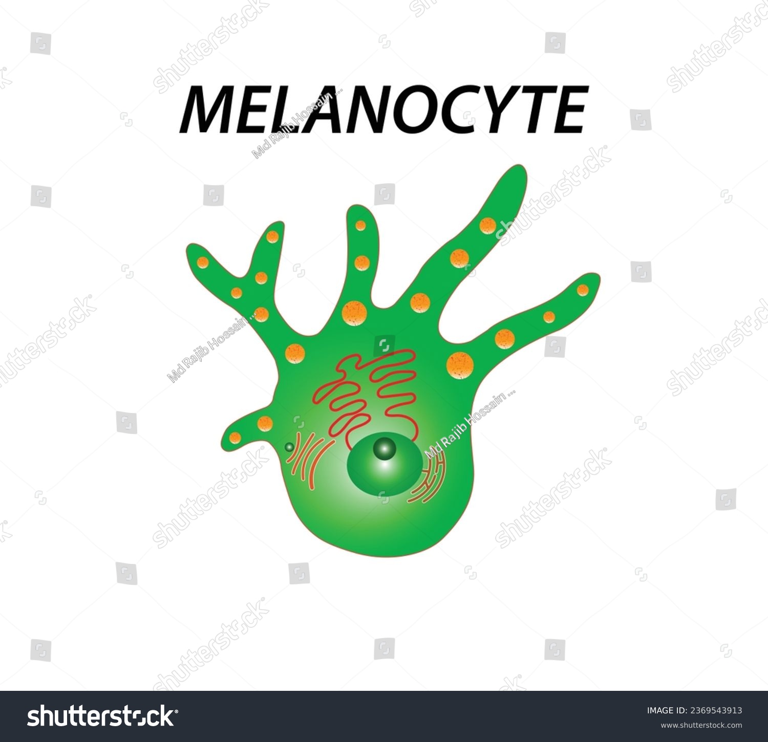 Melanocyte structure and anatomy. melanin - Royalty Free Stock Vector ...