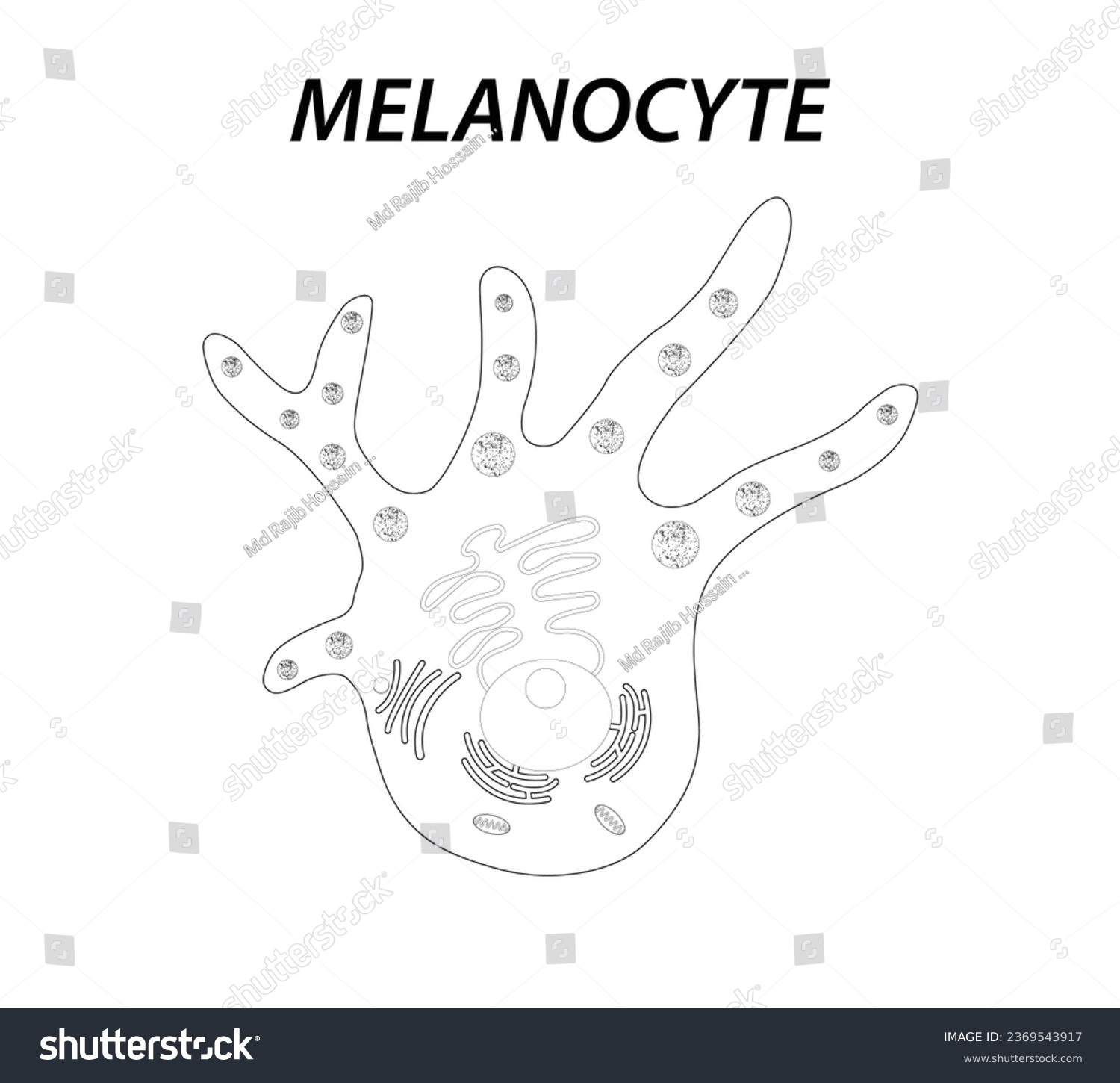 Melanocyte structure and anatomy. melanin - Royalty Free Stock Vector ...