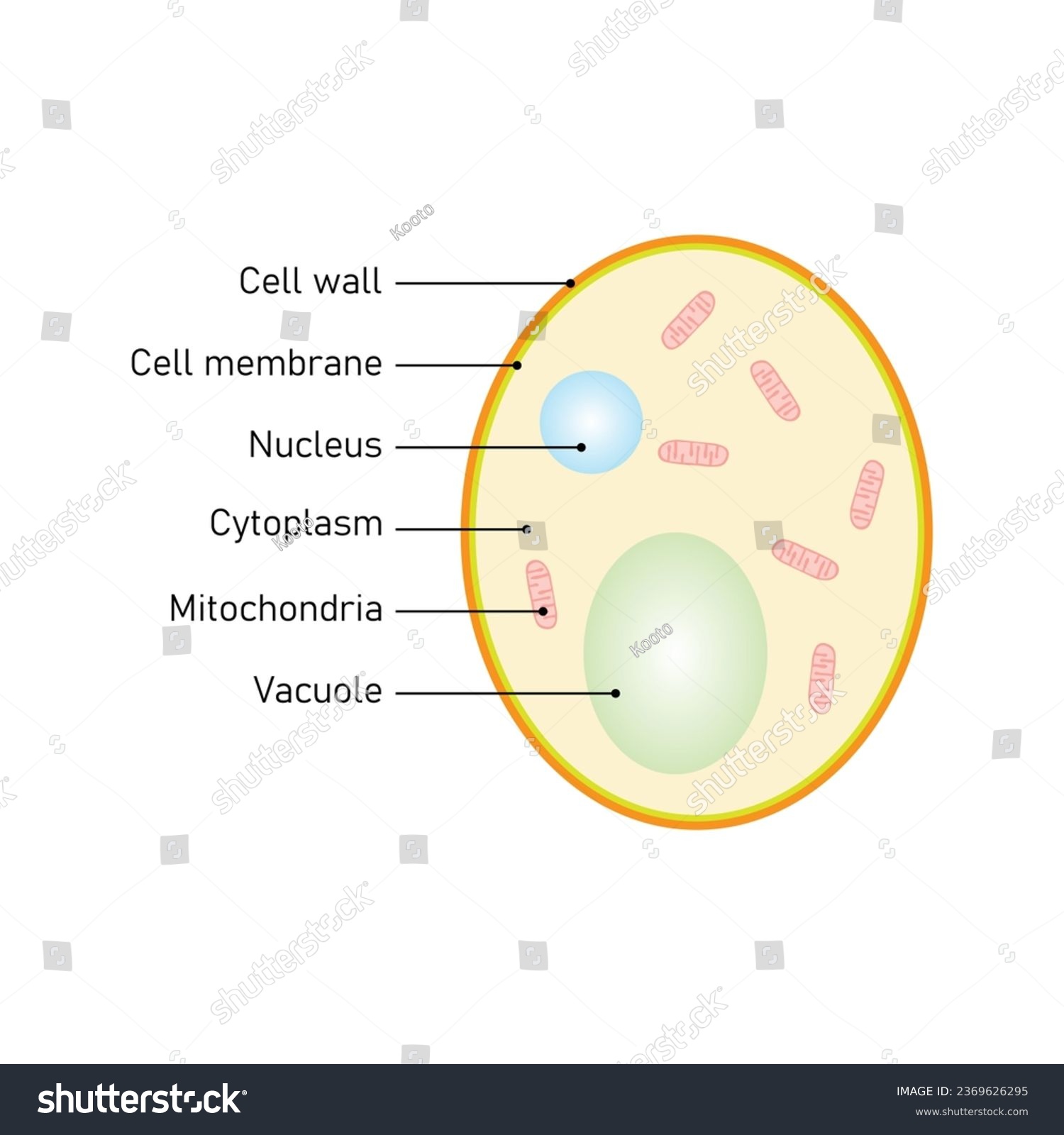 Yeast Cell Structure Concept Design. Vector - Royalty Free Stock Vector 