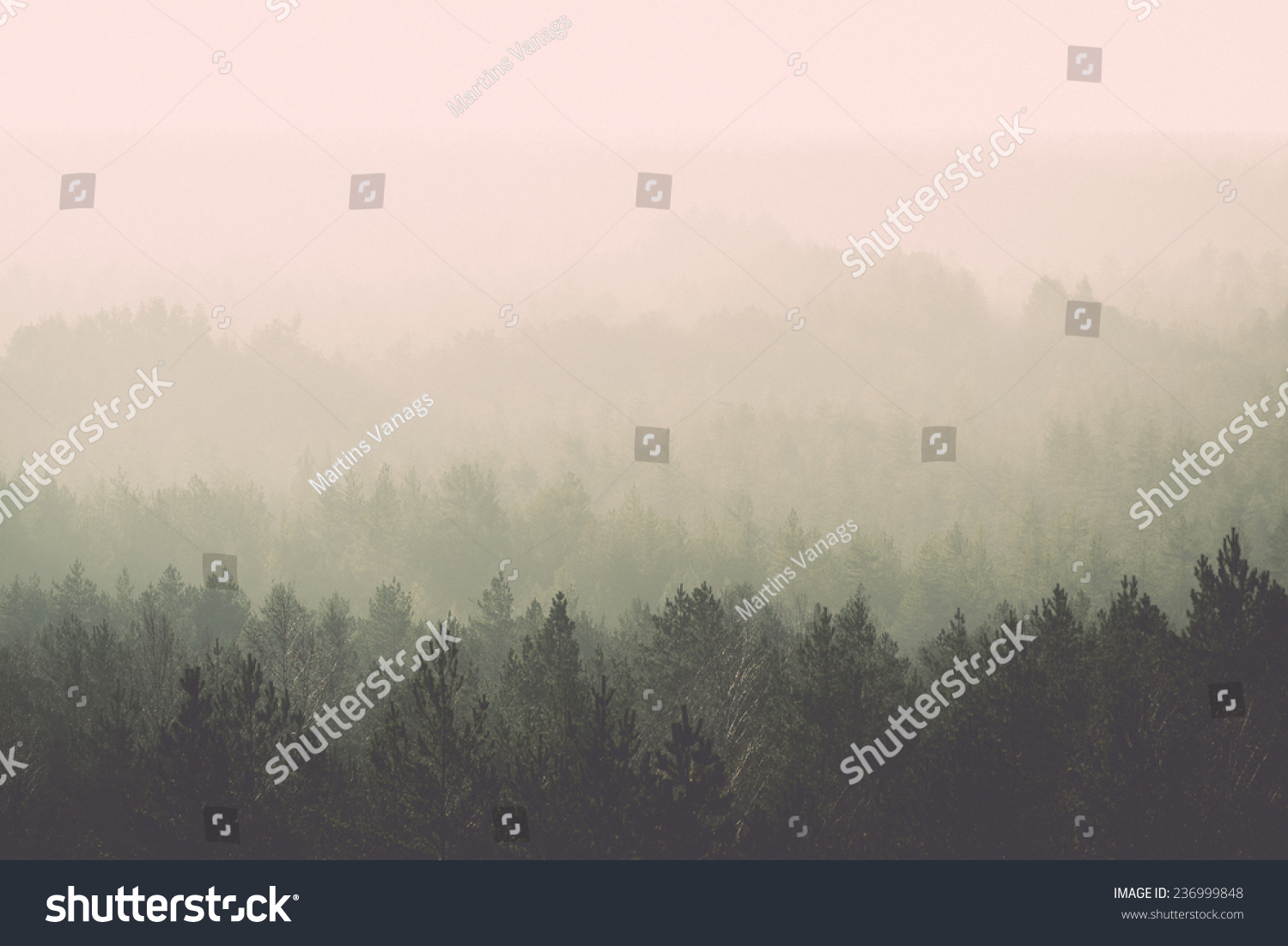 panoramic view of misty forest. far horizon. - retro, vintage style look #236999848