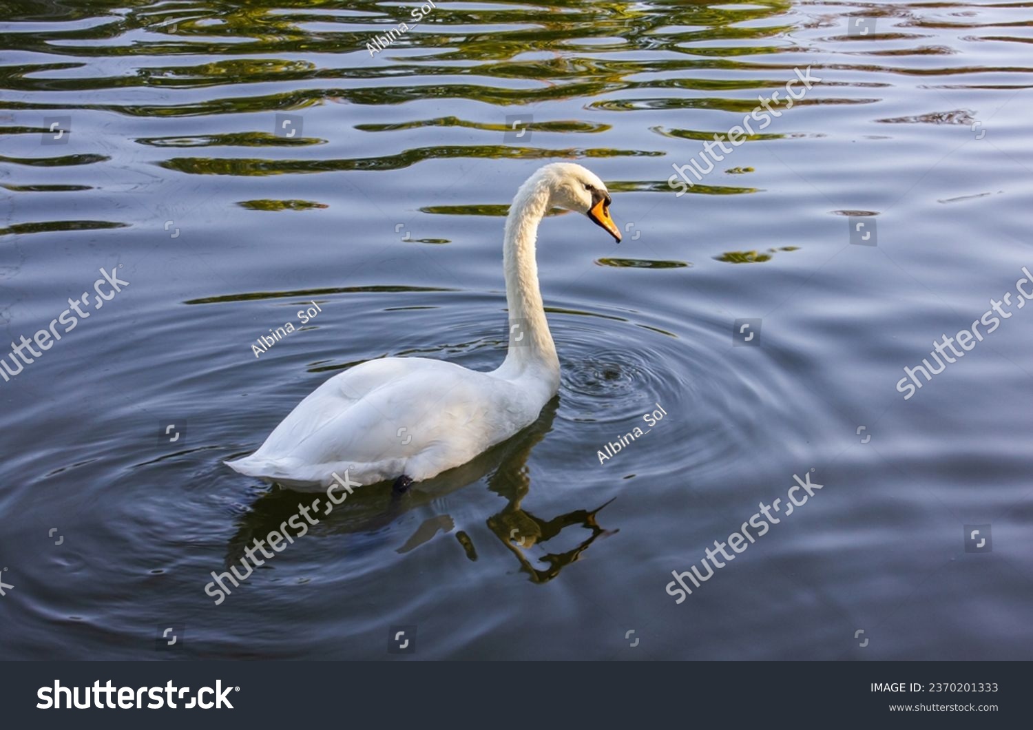 White Swan on the Lake. Mute Swan (Cygnus olor) gliding across the Lake at sunset. Amazing sunset scene, beautiful majestic Swan on the Lake in sunset light, fairy tale, swan lake, beauty. #2370201333