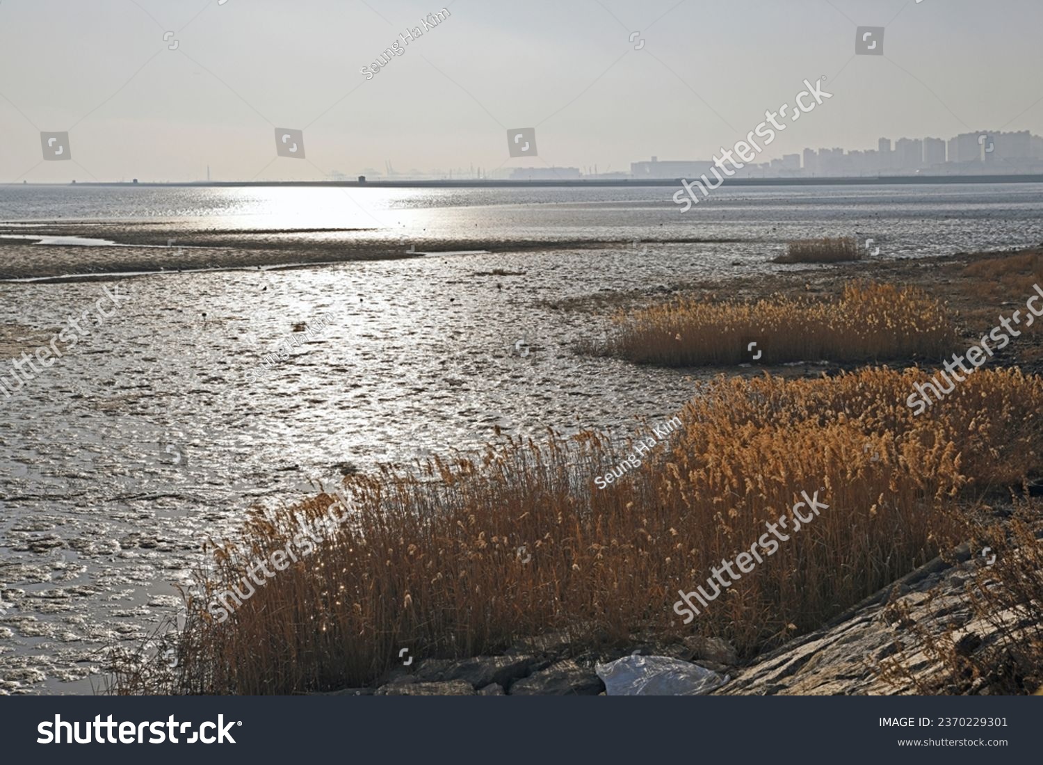 Songdo mudflat Ramsar registered wetland #2370229301