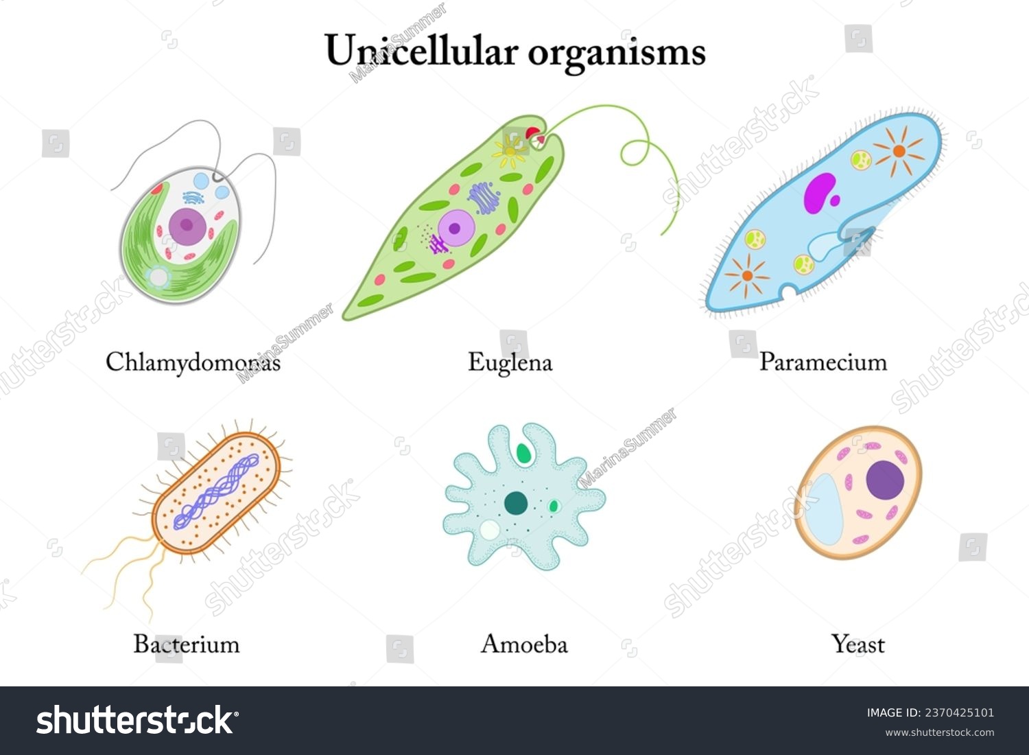 Unicellular organisms. Chlamydomonas, Euglena, - Royalty Free Stock ...