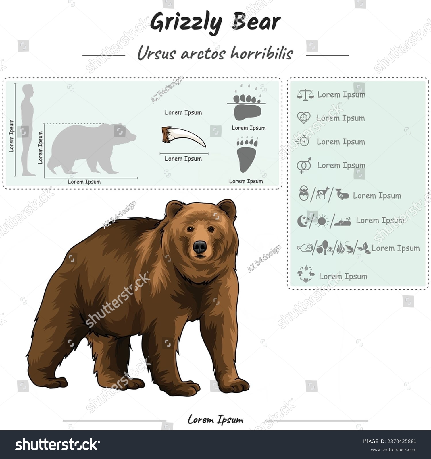 template infographic about Grizzly bear. anatomy - Royalty Free Stock ...