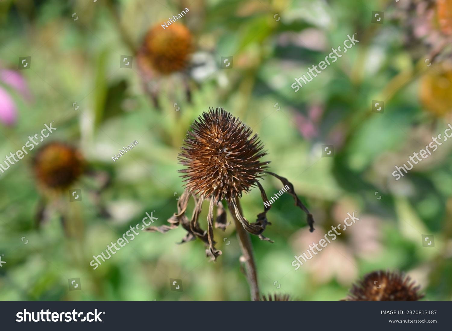 Pink coneflower seed head - Latin name - Echinacea purpurea #2370813187
