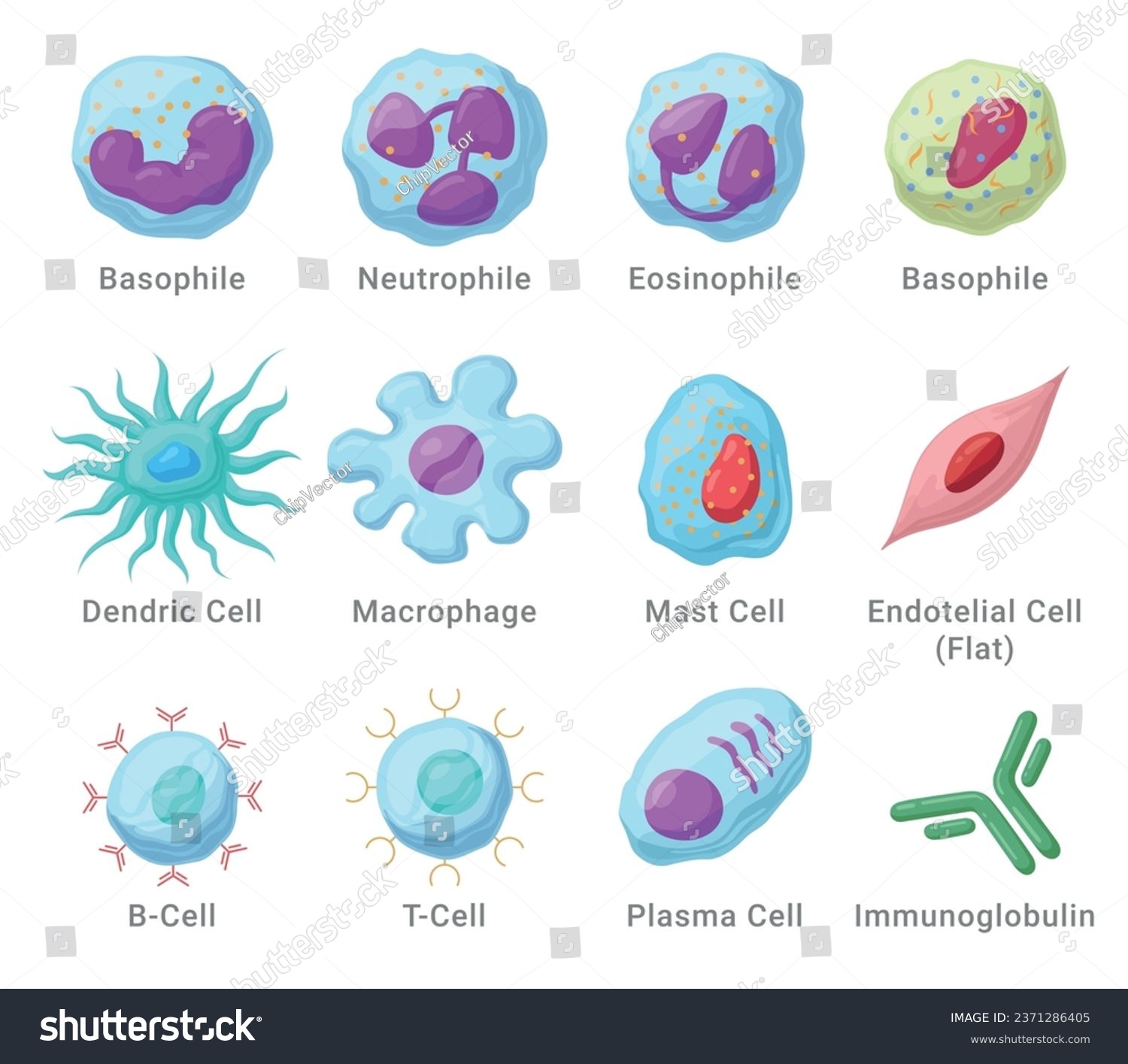 Immune system cells with names anatomical - Royalty Free Stock Vector ...