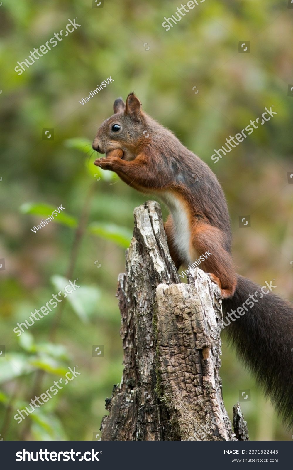Eurasian red squirrel (Sciurus vulgaris) sitting on an old tree stump eating a hazelnut holding using both paws to hold it #2371522445