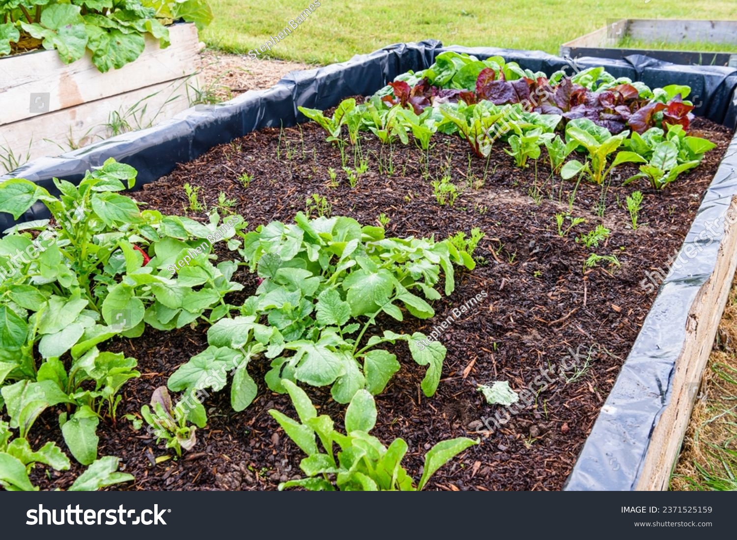 Young radishes, carrots, leeks, chard, lettuce and spinach growing in a raised bed. #2371525159