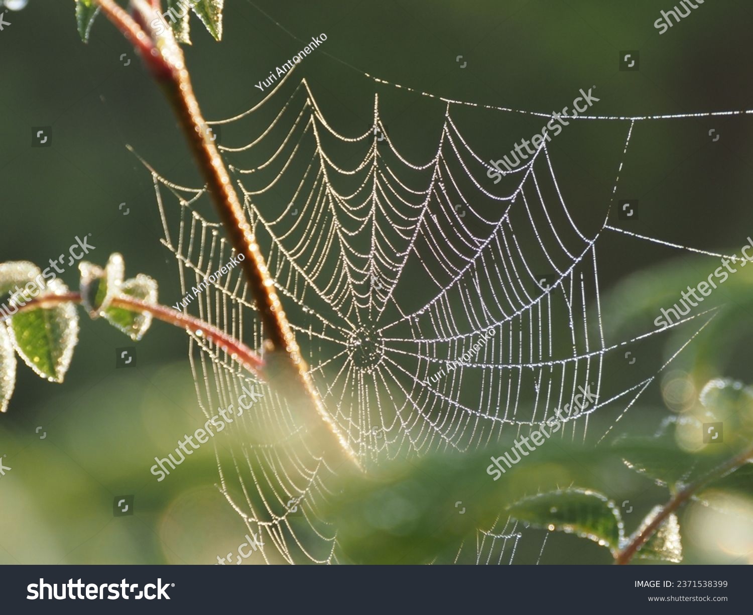 morning dew on the web
 #2371538399