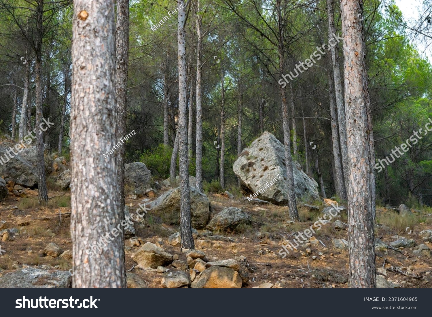 Large rock with edges and smooth parts seen in the distance among the trees in the forest of La Muela mountain in Rincón de Ademuz on the Iberian Peninsula #2371604965