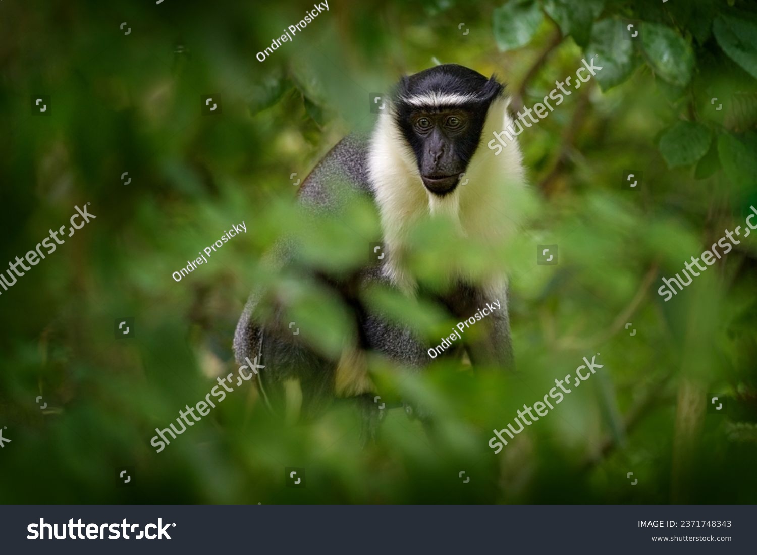 Roloway guenon, Cercopithecus roloway, Ivory Coast, Ghana. Grey white black monkey in nature forest habitat. Roloway guenon sitting in the green vegetation, hidden in leaves, wildlife nature, Africa #2371748343