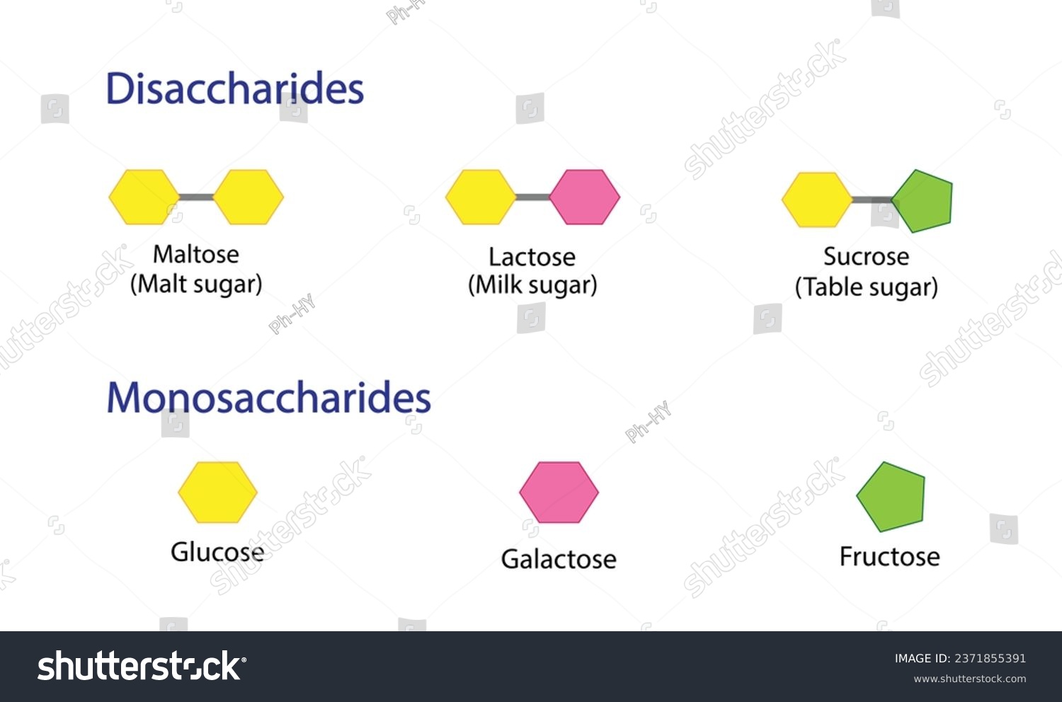 Carbohydrates Digestion. Maltase, Sucrase And - Royalty Free Stock ...