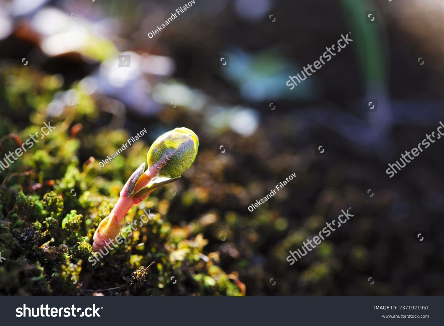 A small plant germinates in spring. Close up of young seeds germination and growing plants, wet green moss, natural background. growing, sprout, early spring. macro nature #2371921951