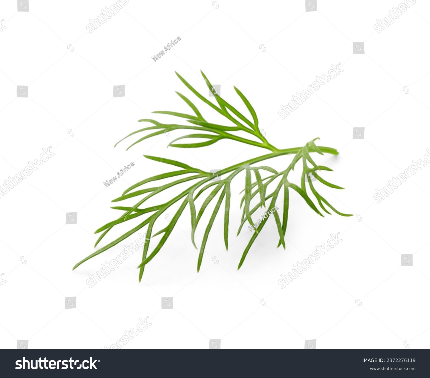 Sprig of fresh dill isolated on white #2372276119