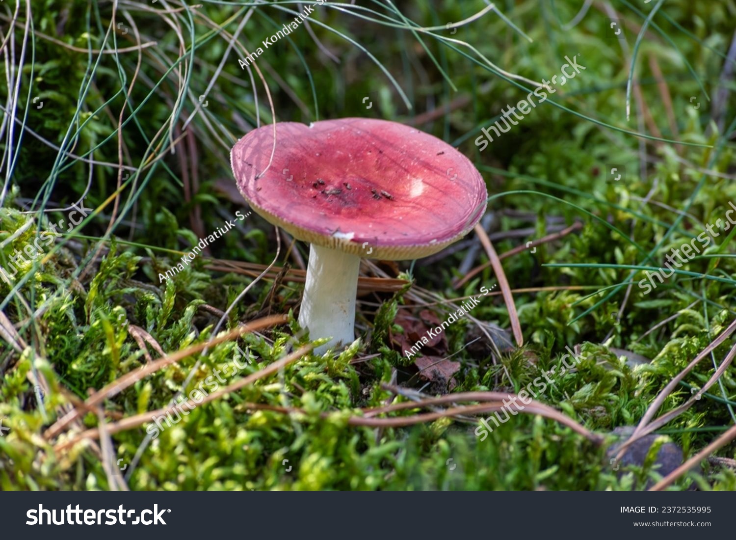 russula sanguinaria mushroom,red russula in the autumn forest.mushroom not edible #2372535995