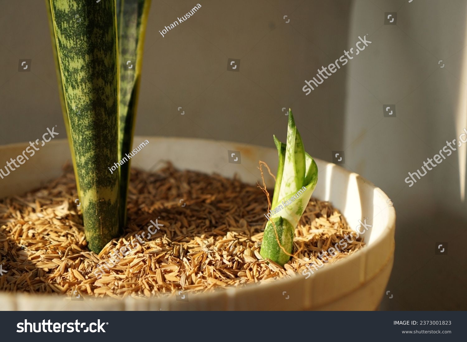 Sansevieria shoots grow next to the mother plant in the pot #2373001823