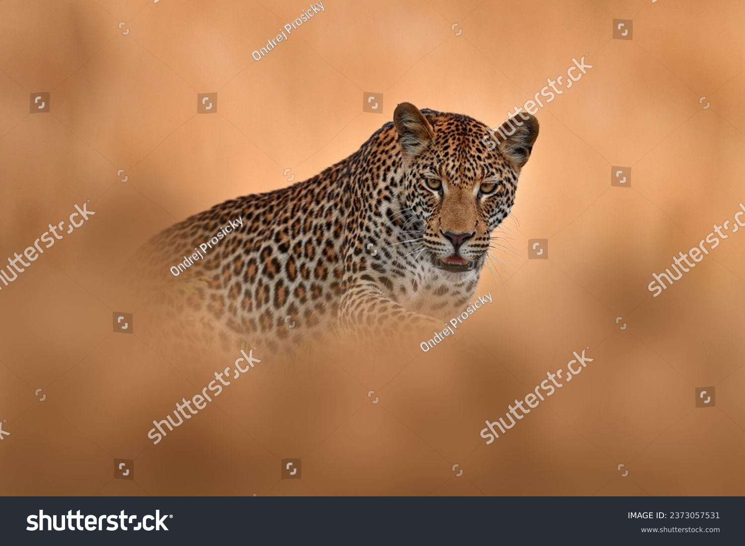 Africa wildlife. Leopard, Panthera pardus shortidgei, nature habitat, big wild cat in the nature habitat, sunny day on the savannah, Okavango delta Botswana. Wildlife nature. Leopard hidden in grass. #2373057531