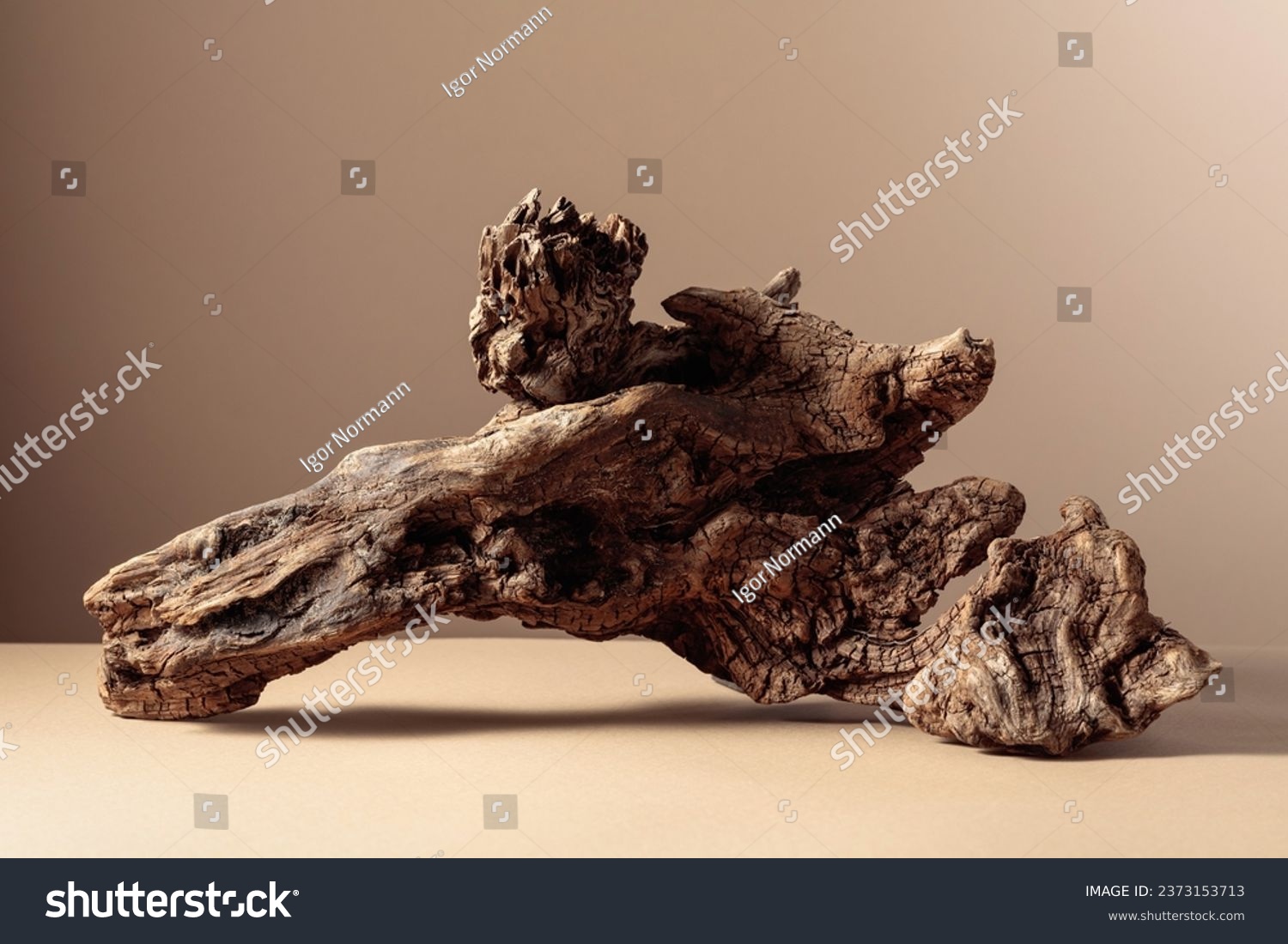 Old dry wooden snag on a beige background. Place your product in the foreground. Copy space. #2373153713