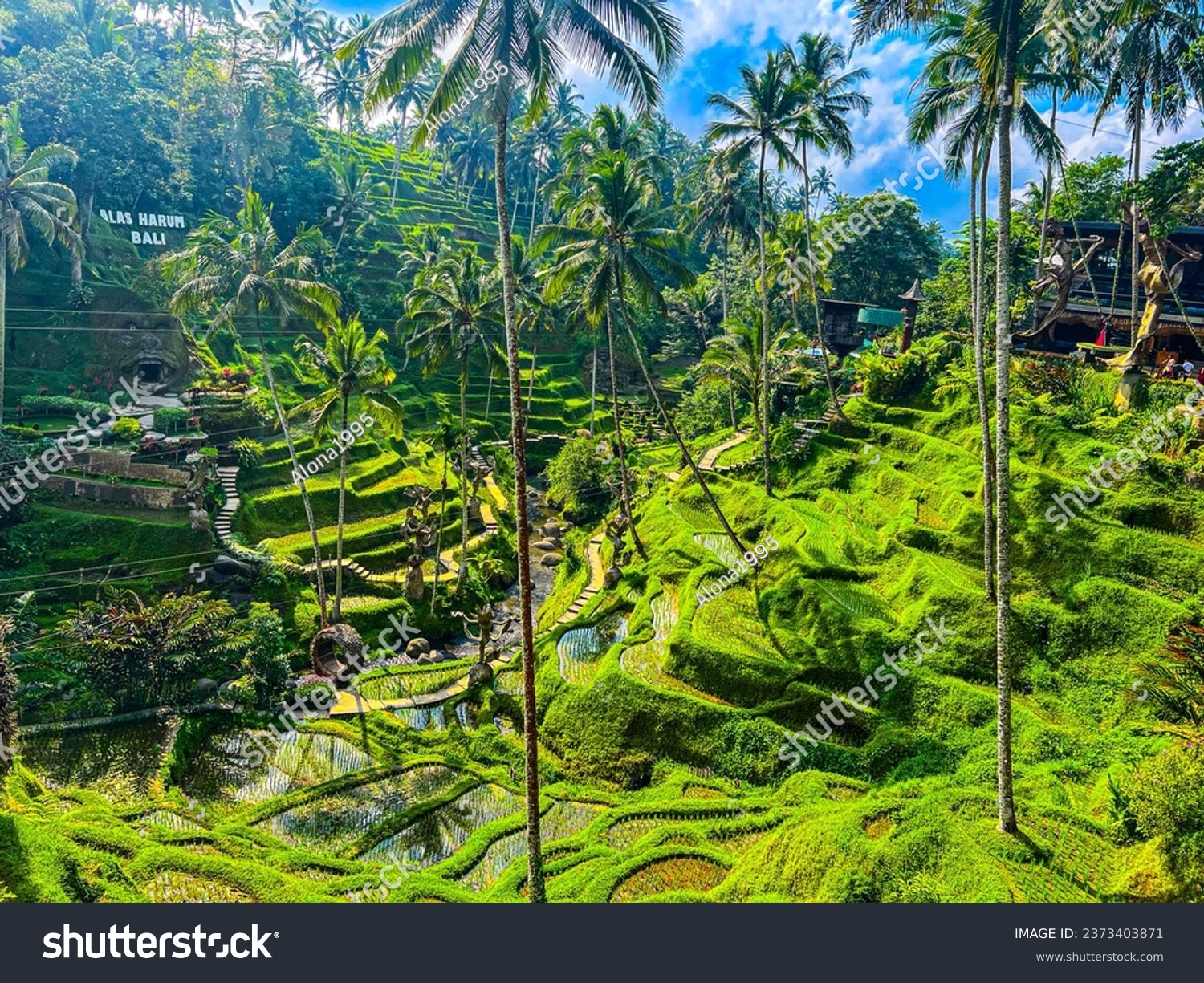 Ceking Rice Terrace (Tegalalang Rice Terrace), Ubud, Bali, Indonesia, October 2023
Top aerial view of spectacular and beautiful rice terraces and palm trees  #2373403871
