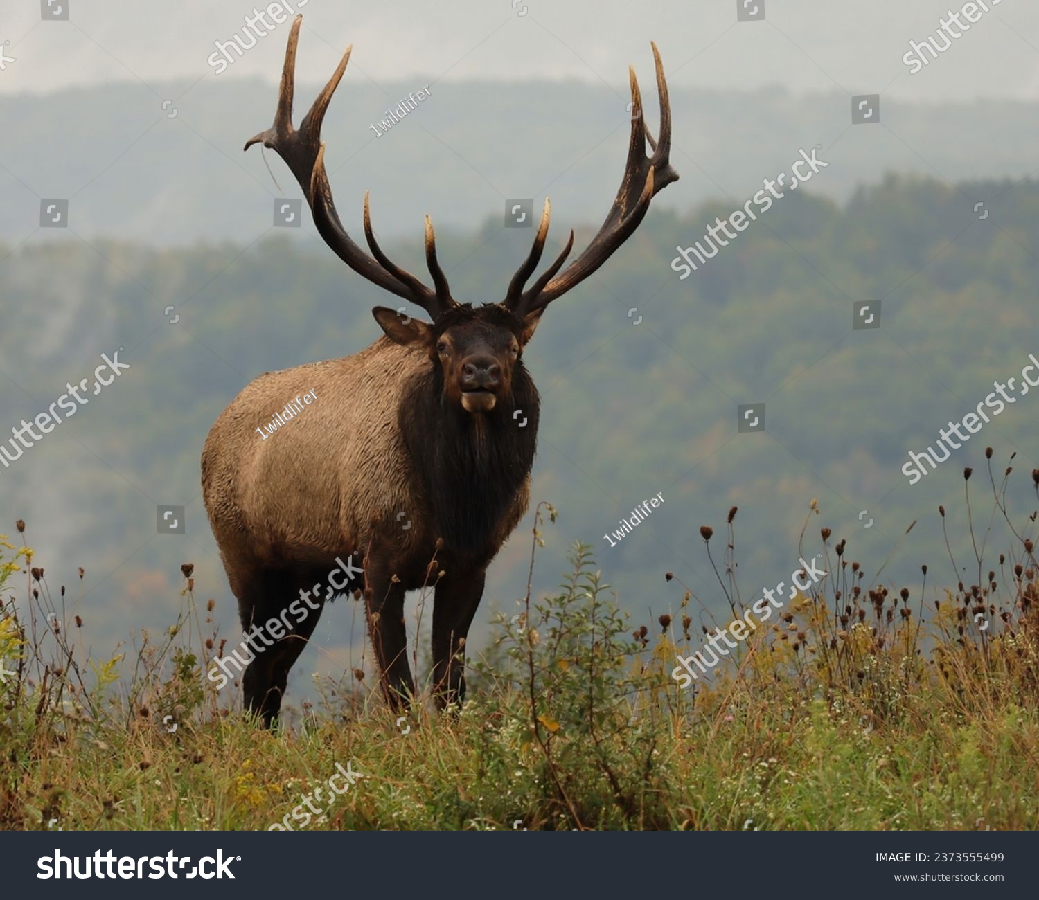 Big Bull Elk Rutting Rut Bugle Autumn Fall Rocky Mountain #2373555499