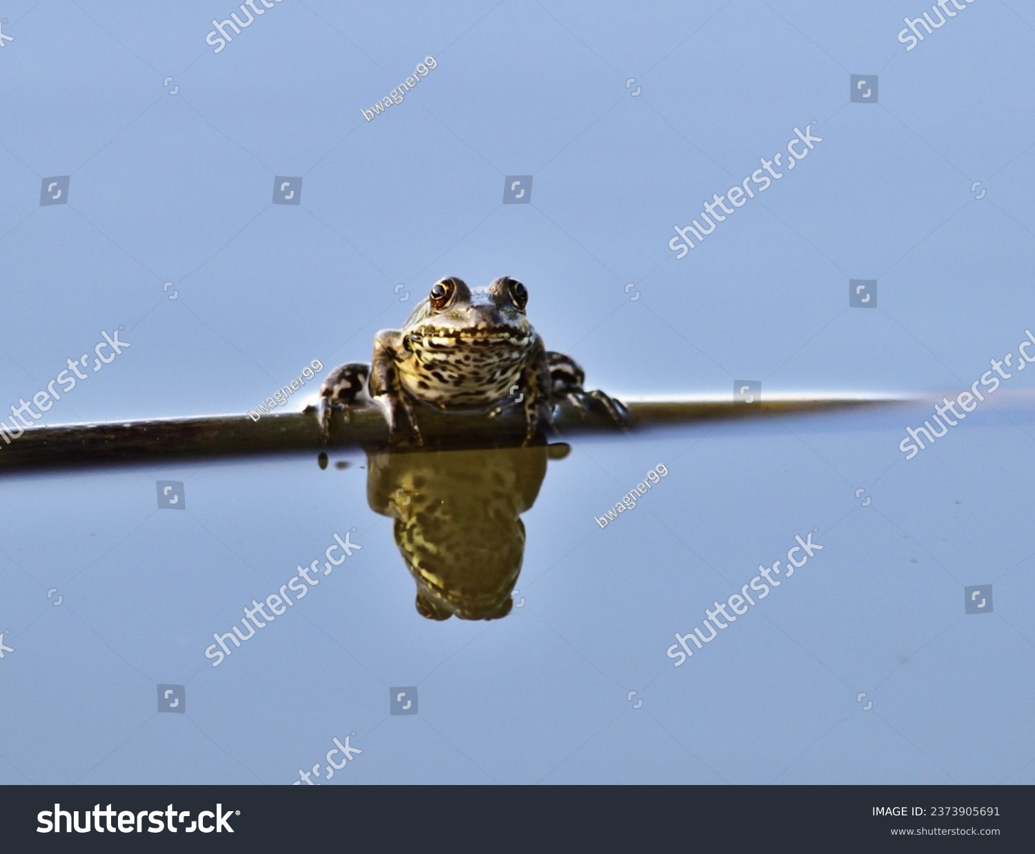 Marsh frog - Pelophylax ridibundus in Pacsmag lakes natural reserve #2373905691