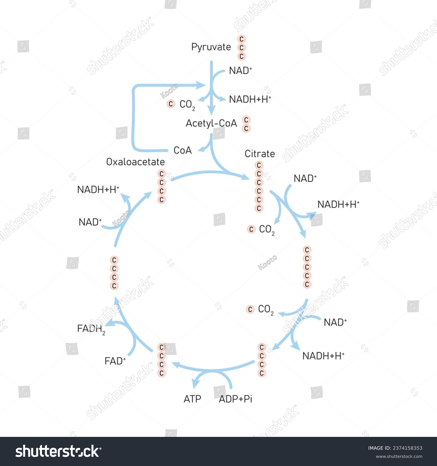 Citric Acid Cycle (Krebs Cycle) Scientific - Royalty Free Stock Vector ...