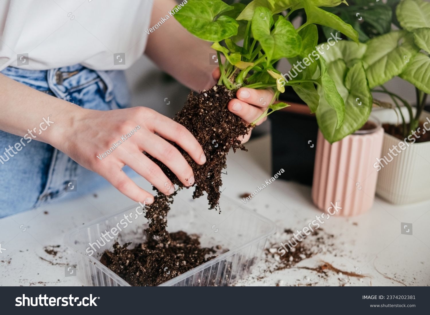 Female hands repotting green syngonium houseplant. Woman inspecting soil around roots. Root rot, yellowing leaves. Spring summer plant repotting and care #2374202381