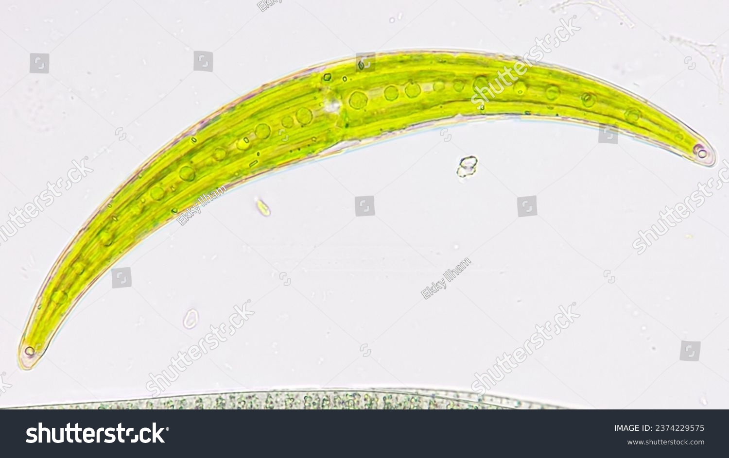 Closterium sp., a freshwater microalgae belonging to desmid group. Live cell. Stacked photo #2374229575
