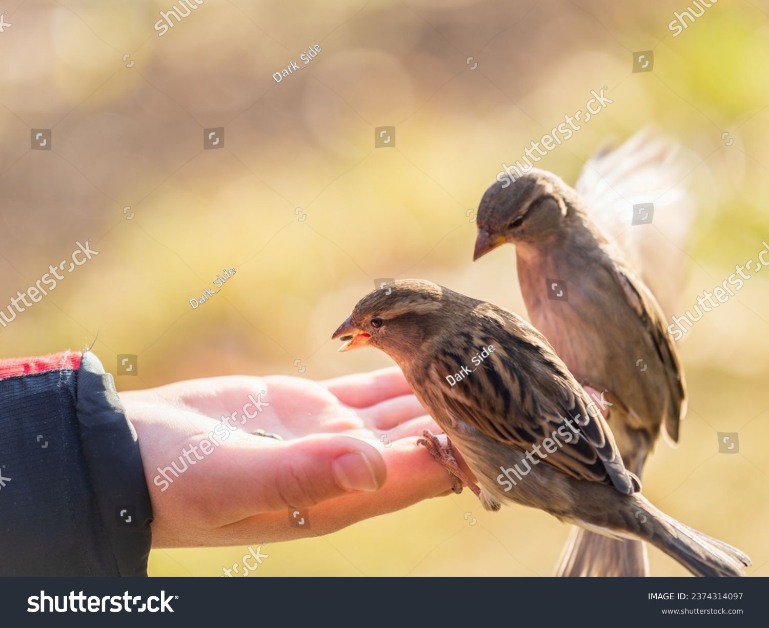 The boy feeds the birds with seeds from his hand. Sparrow eats seeds from the boy's hand The Sparrow sits on boy's hand. #2374314097