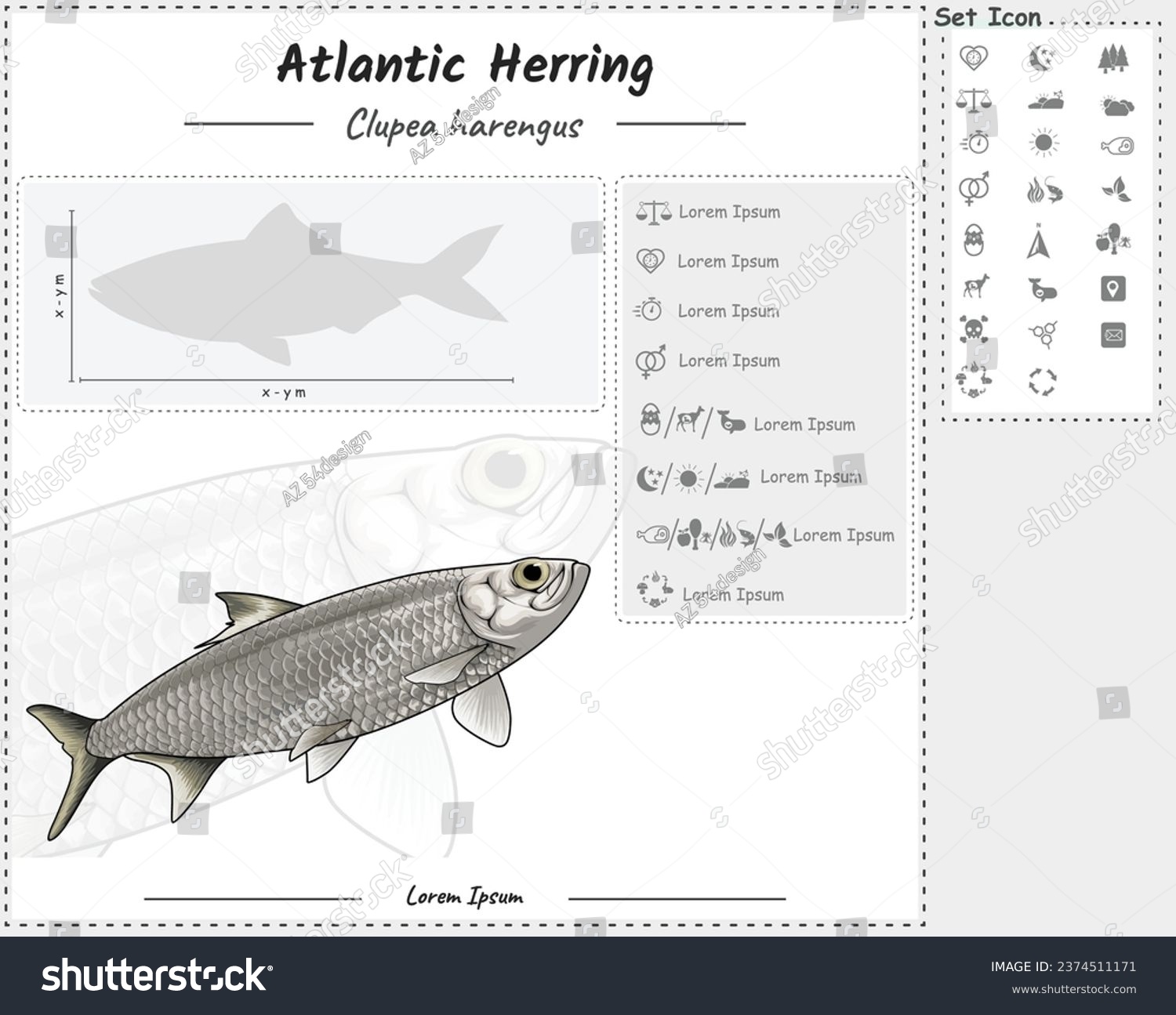 Diagram showing parts of a Atlantic herring. - Royalty Free Stock ...