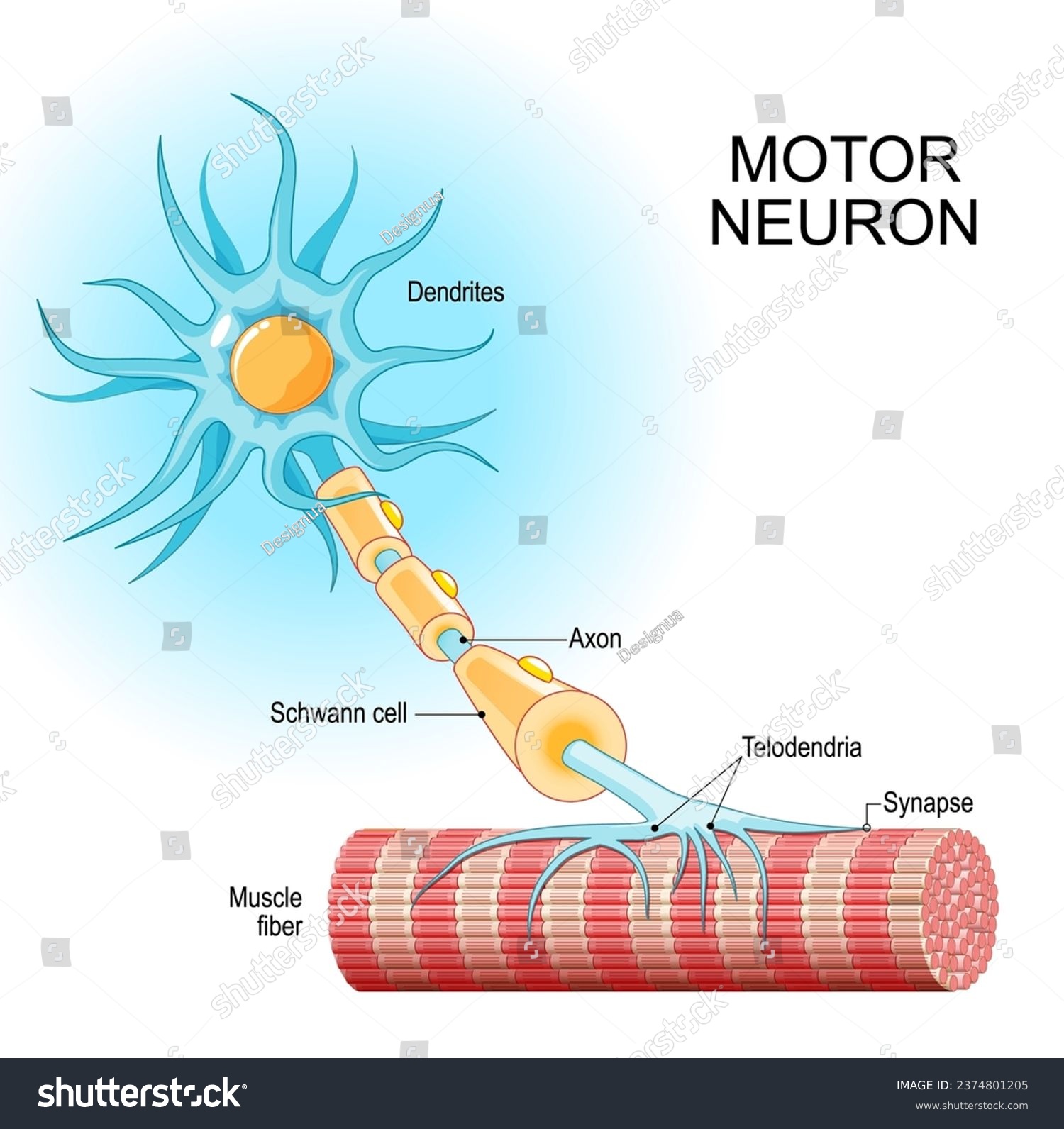 Motor neuron. Structure and anatomy of a efferent neuron. Close-up of a Muscle fiber, and motoneuron with Dendrites, Synapse, Telodendria, Axon, Schwann cell. Vector illustration #2374801205
