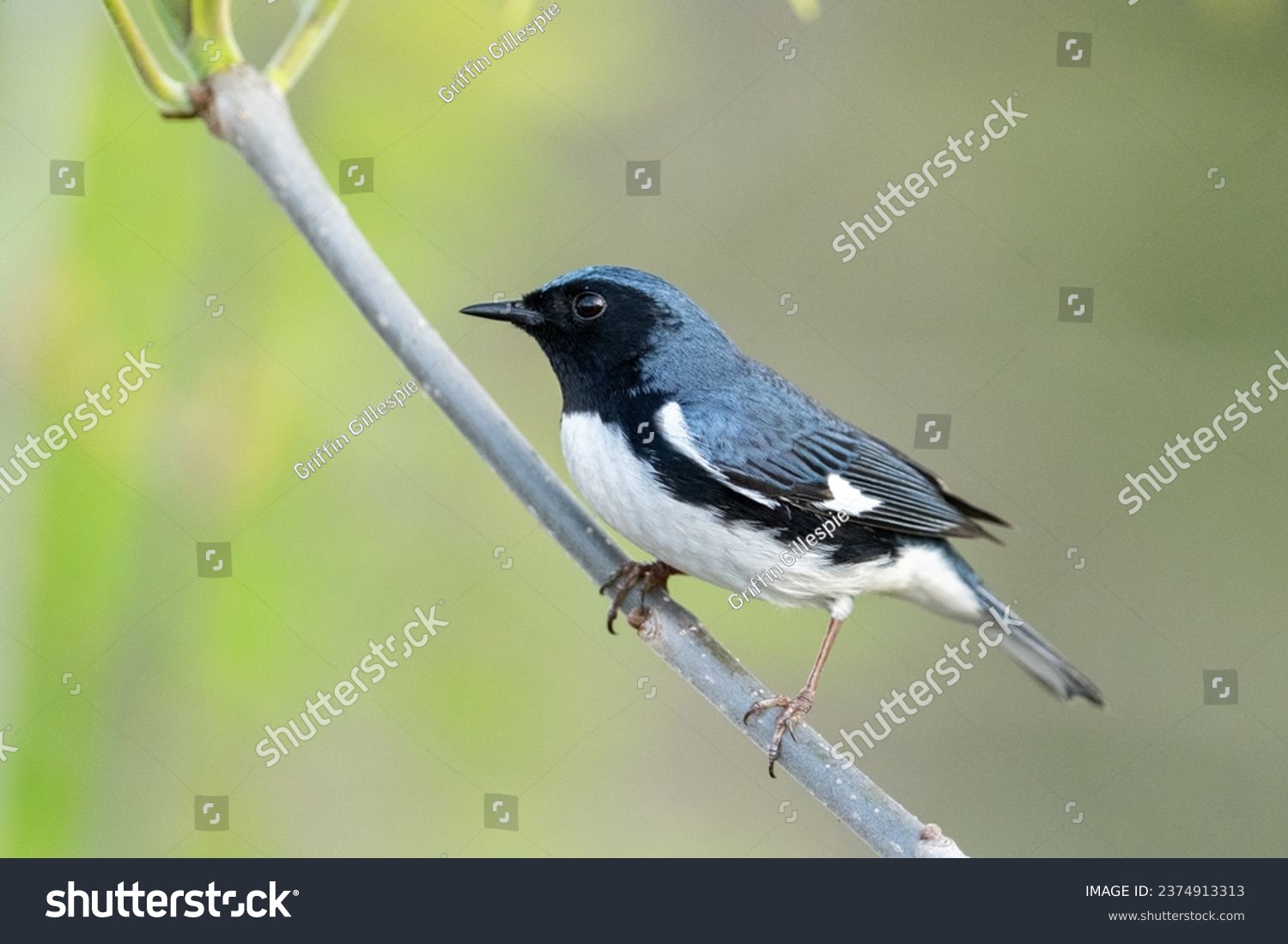 Black-throated blue warbler on a perch #2374913313