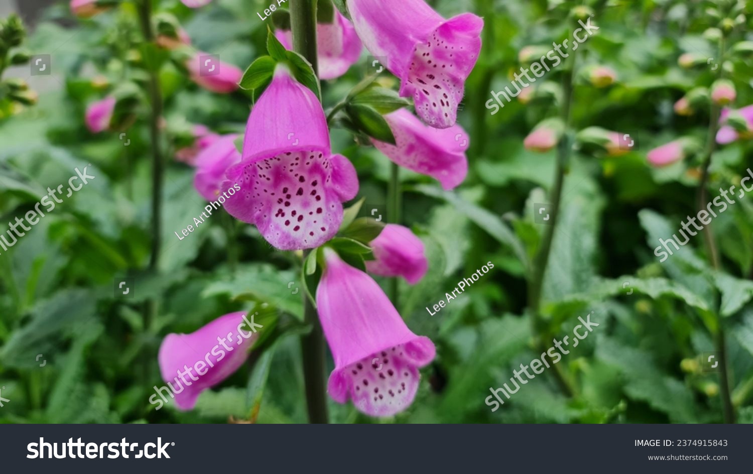 Close-up of Digitalis Pink Panther flowers. #2374915843