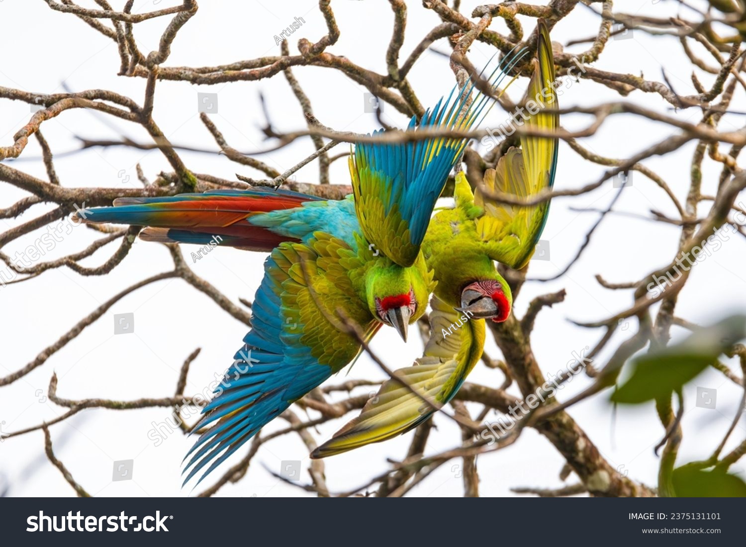 Great green macaw (Ara ambiguus), also known as Buffon's macaw or the great military macaw. Ara ambiguus is listed as Critically Endangered. Tortuguero, Wildlife and birdwatching in Costa Rica. #2375131101