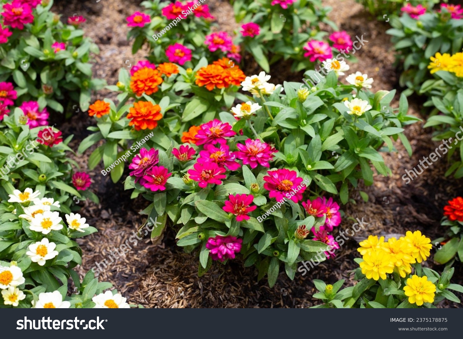 Zinnia flower in the garden #2375178875
